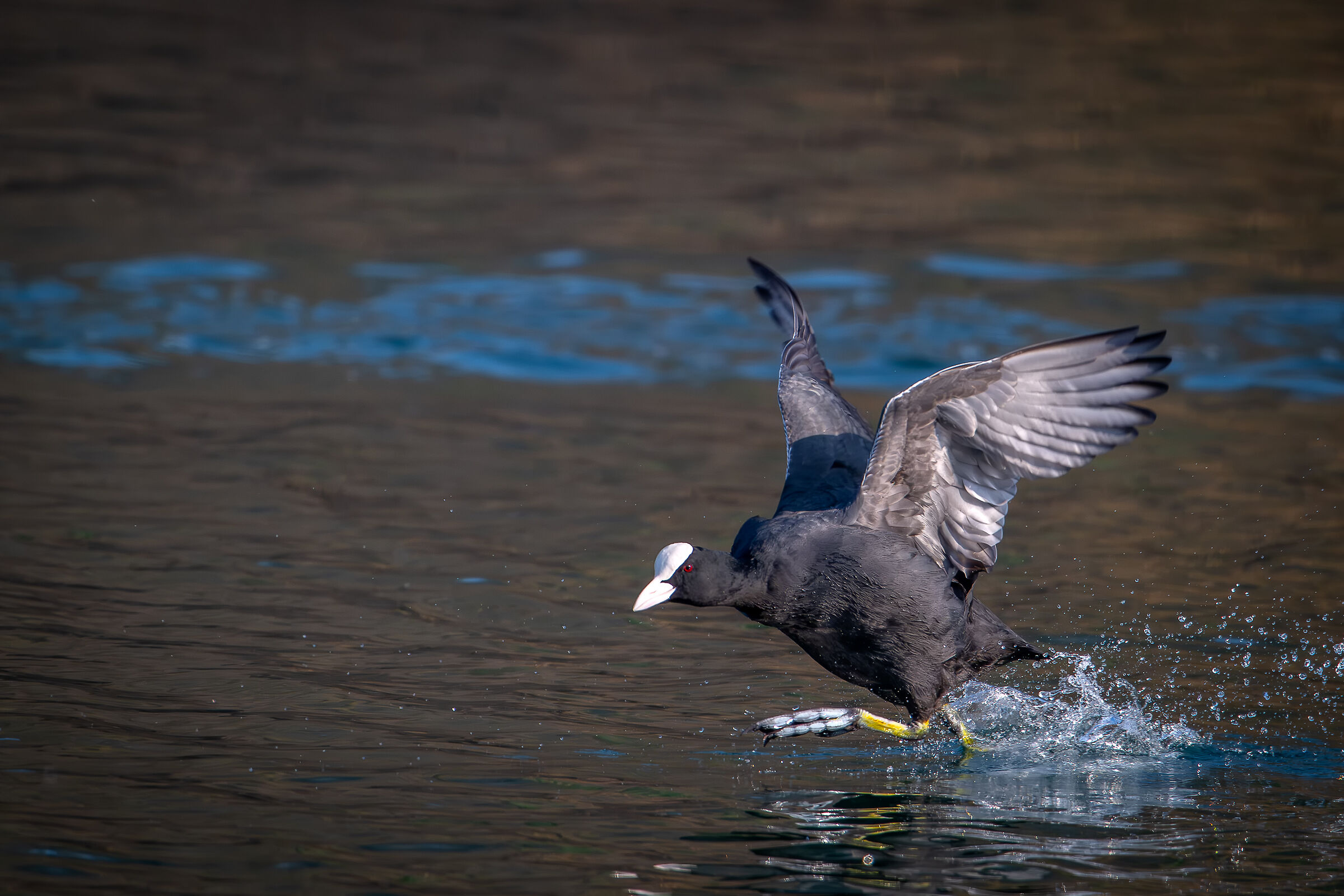 Running coot