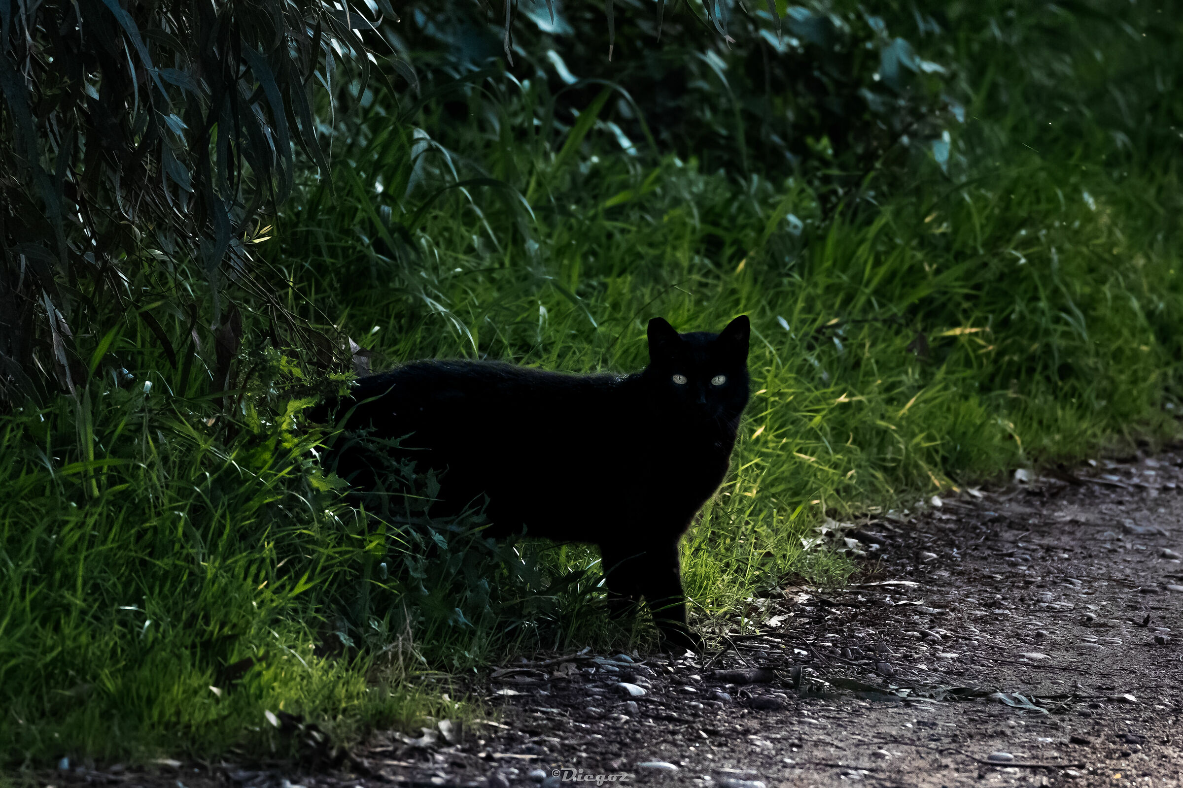 "non erano i fari di un'auto"