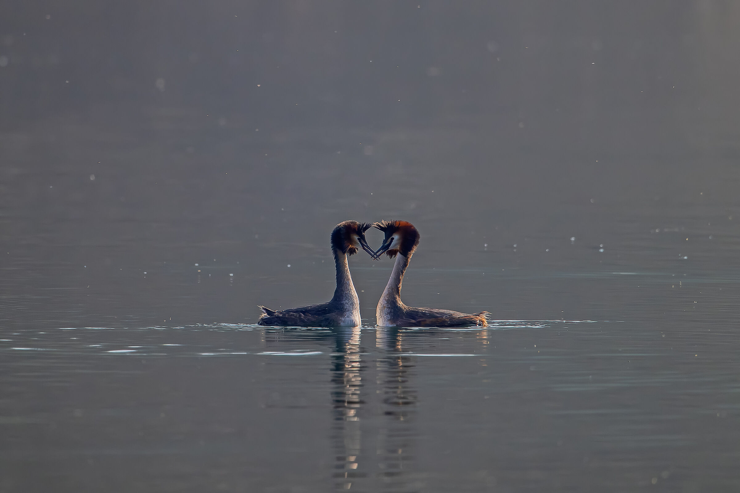 Grebes