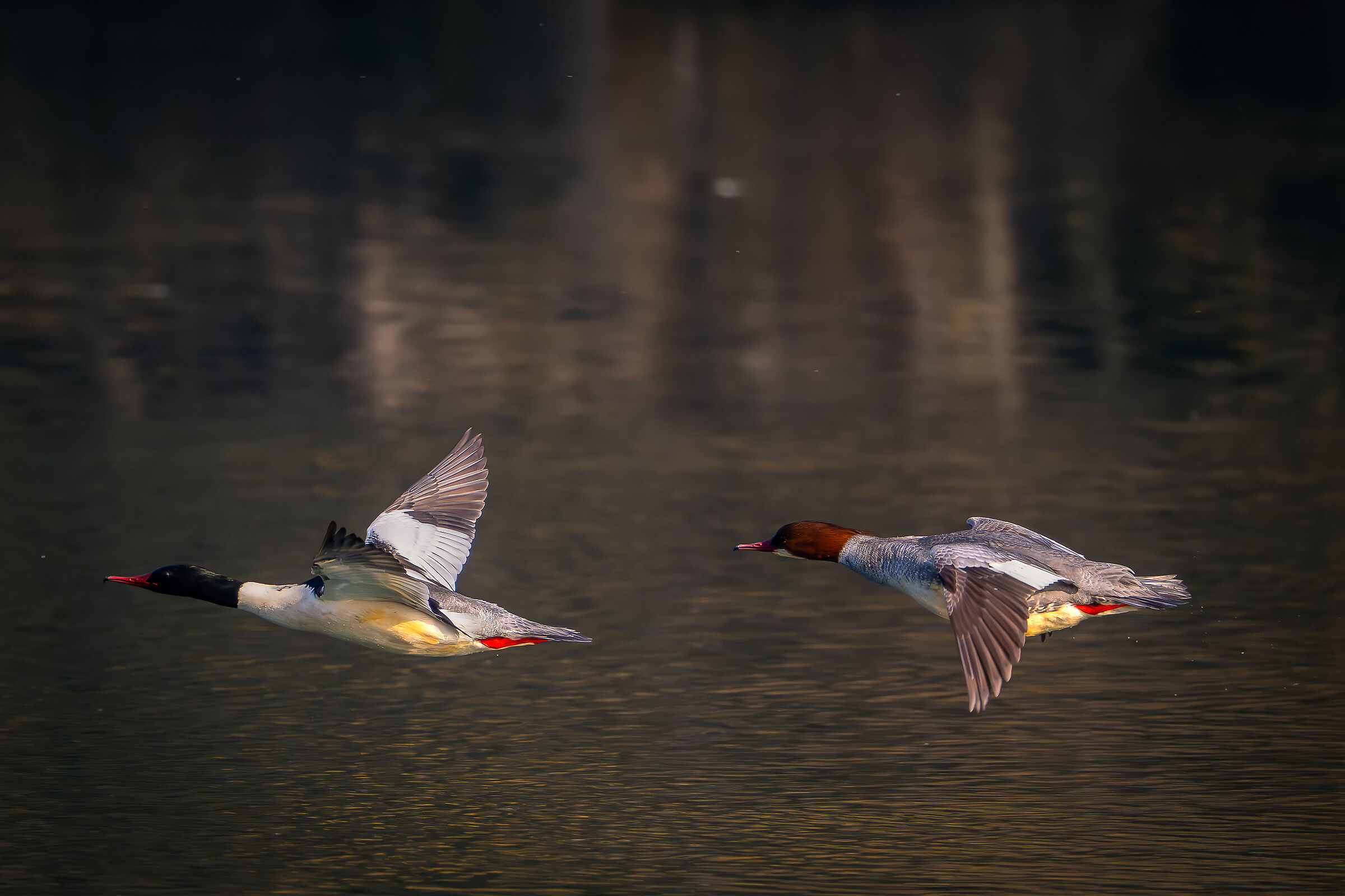 Mergansers Male and female