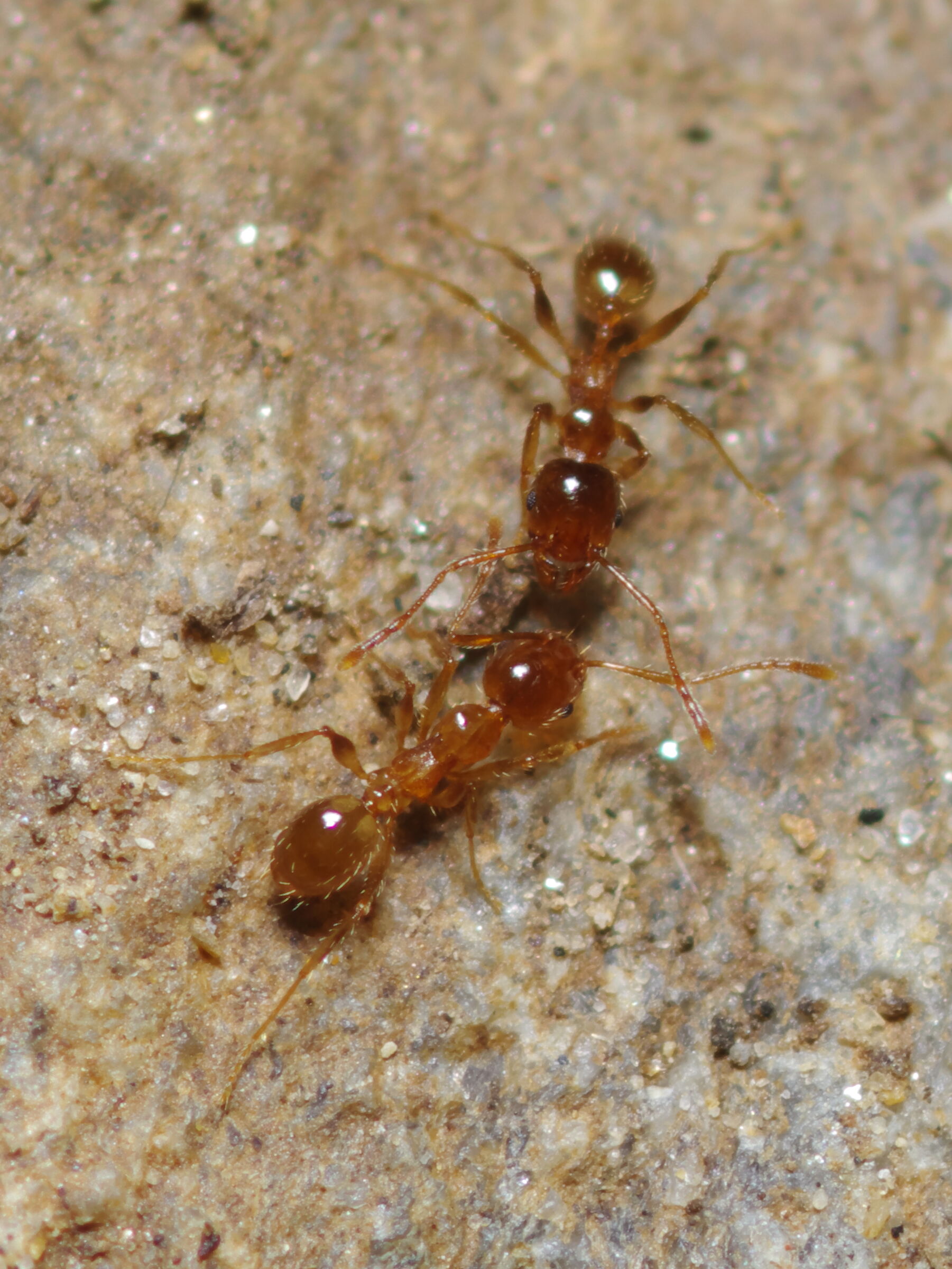 Pheidole pallidula