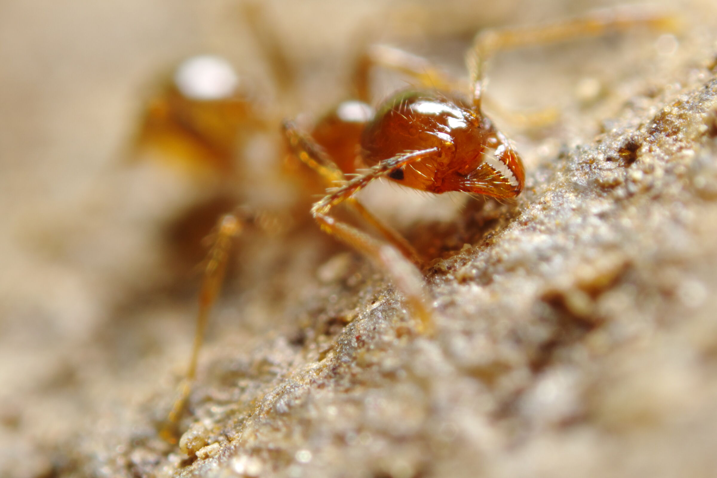 Pheidole pallidula