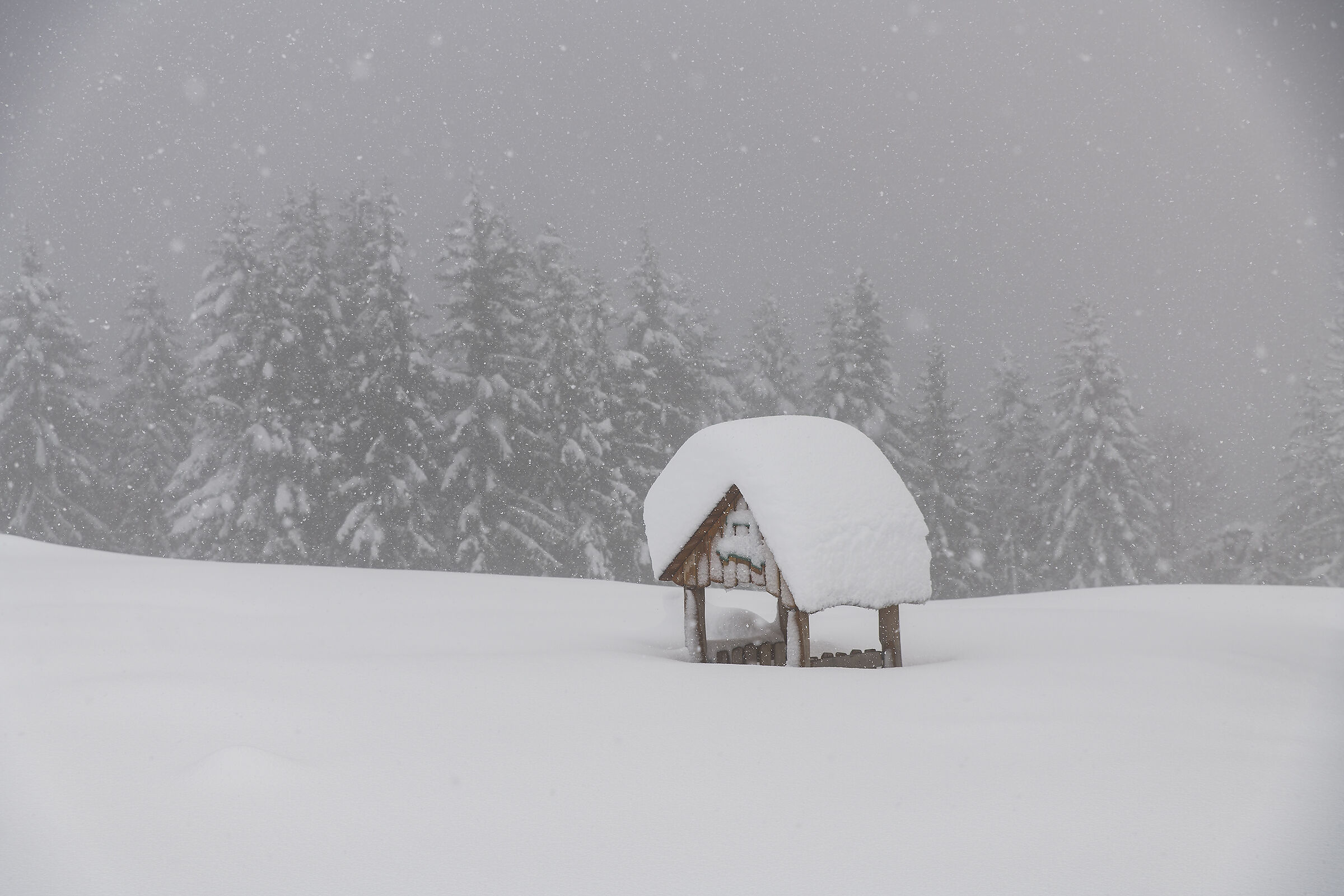 Today it's snowing ( finally )