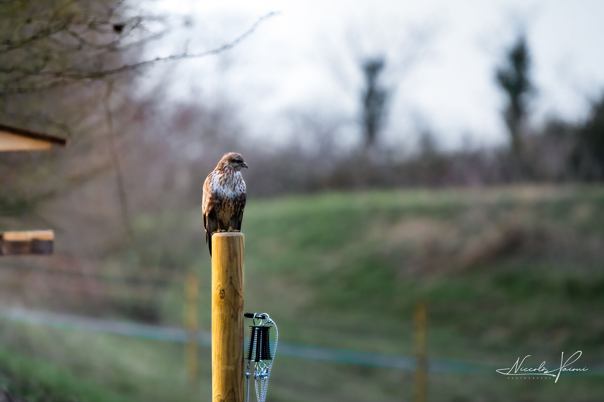 Buzzard