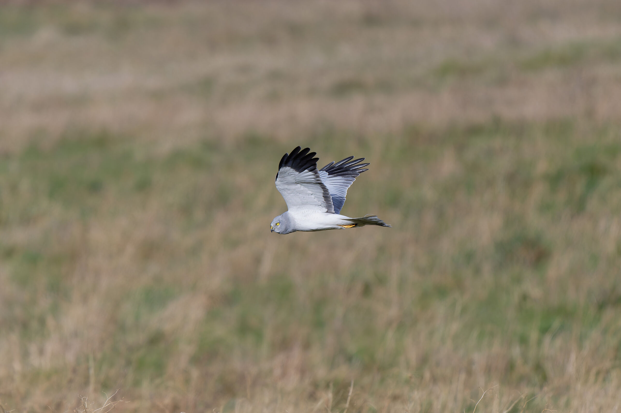 Male king harrier