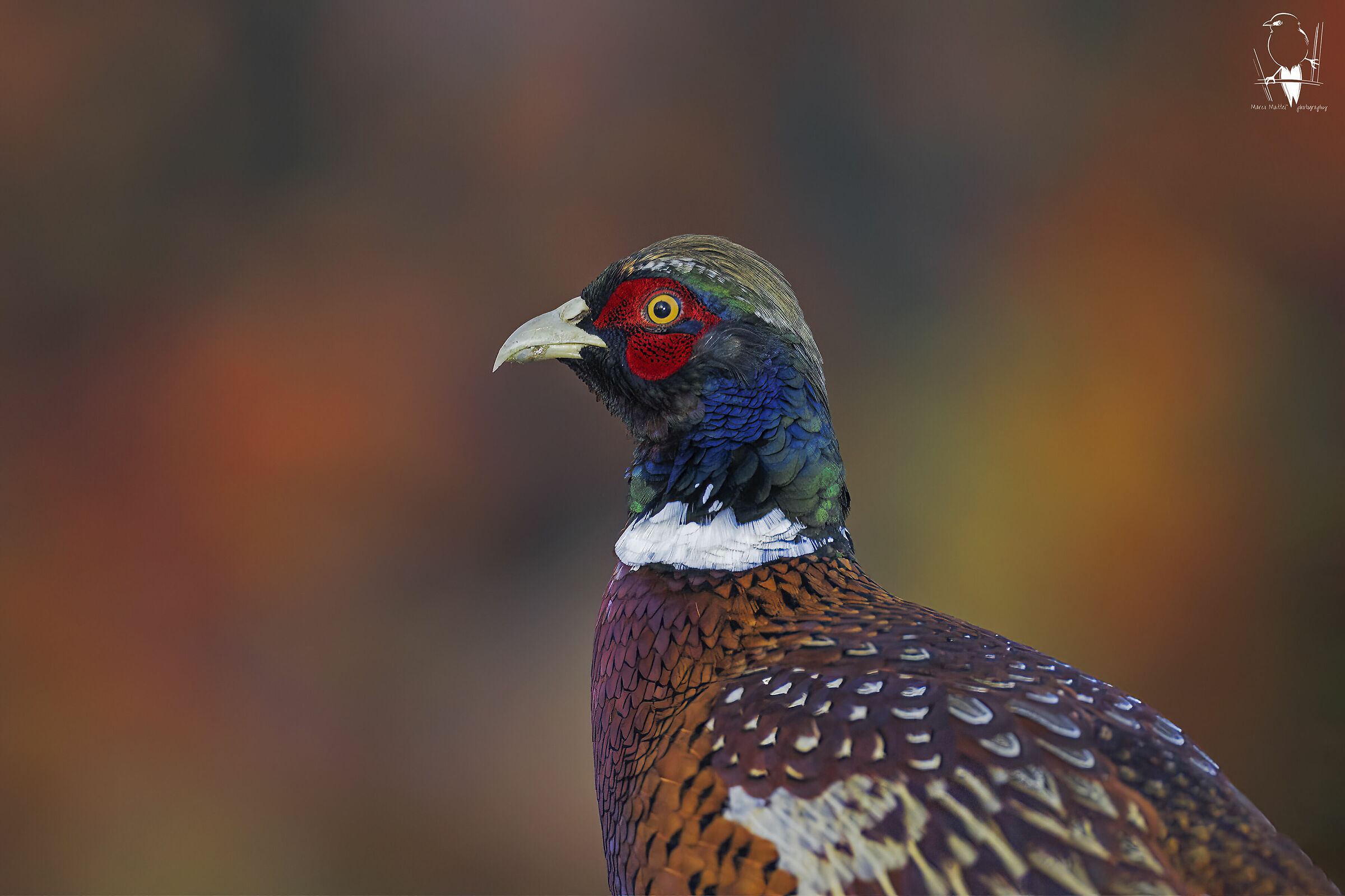 Pheasant
