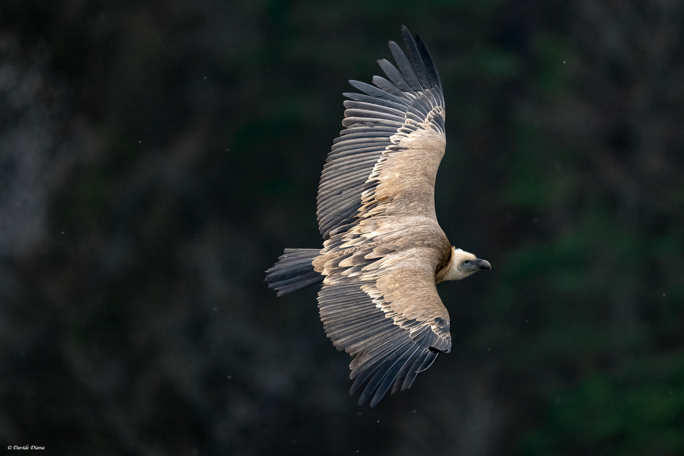 Griffon vulture - Gorges du Verdon