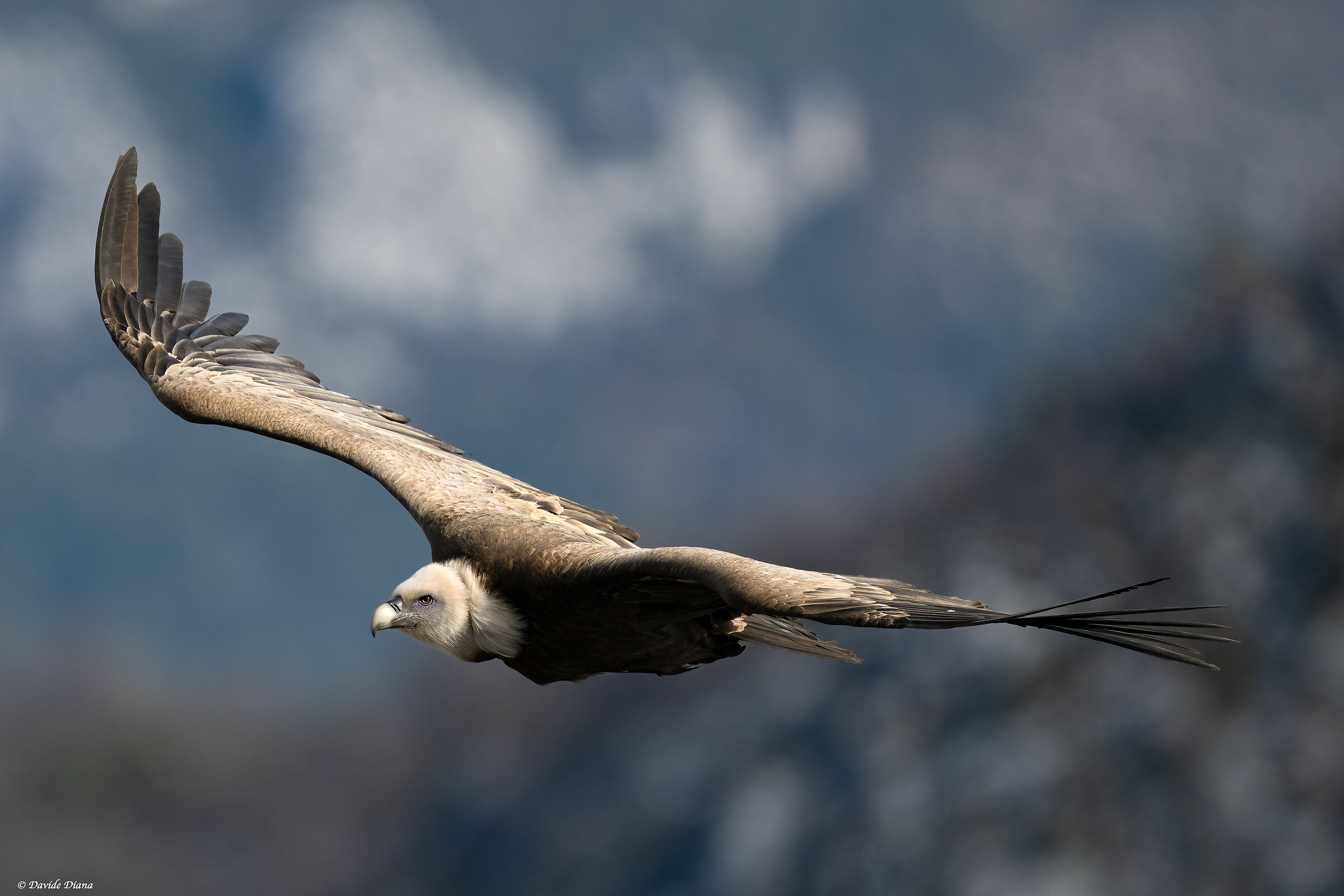 Griffon vulture - Gorges du Verdon