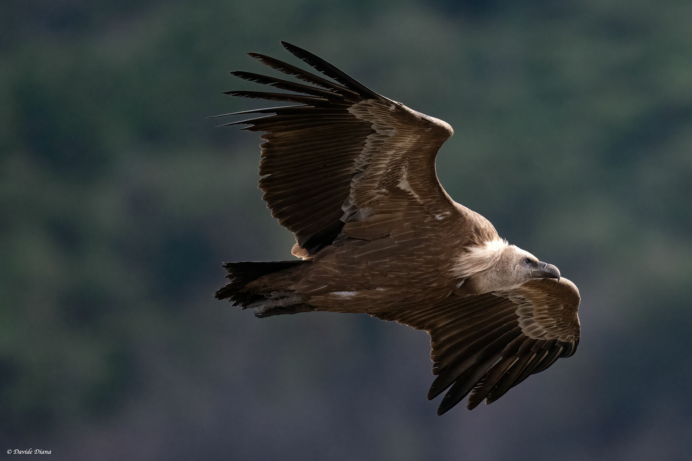 Griffon vulture - Gorges du Verdon