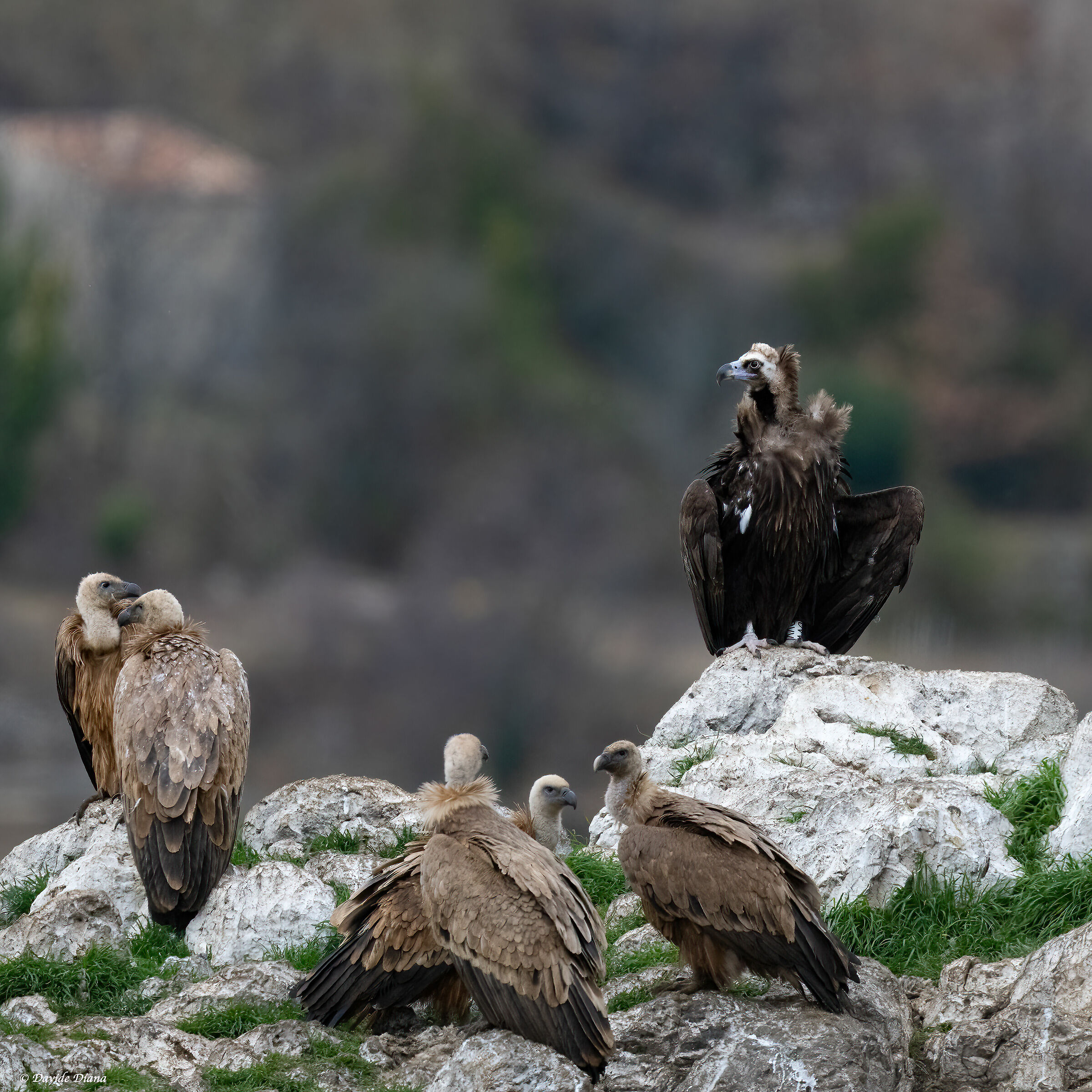 Griffon vulture - Gorges du Verdon