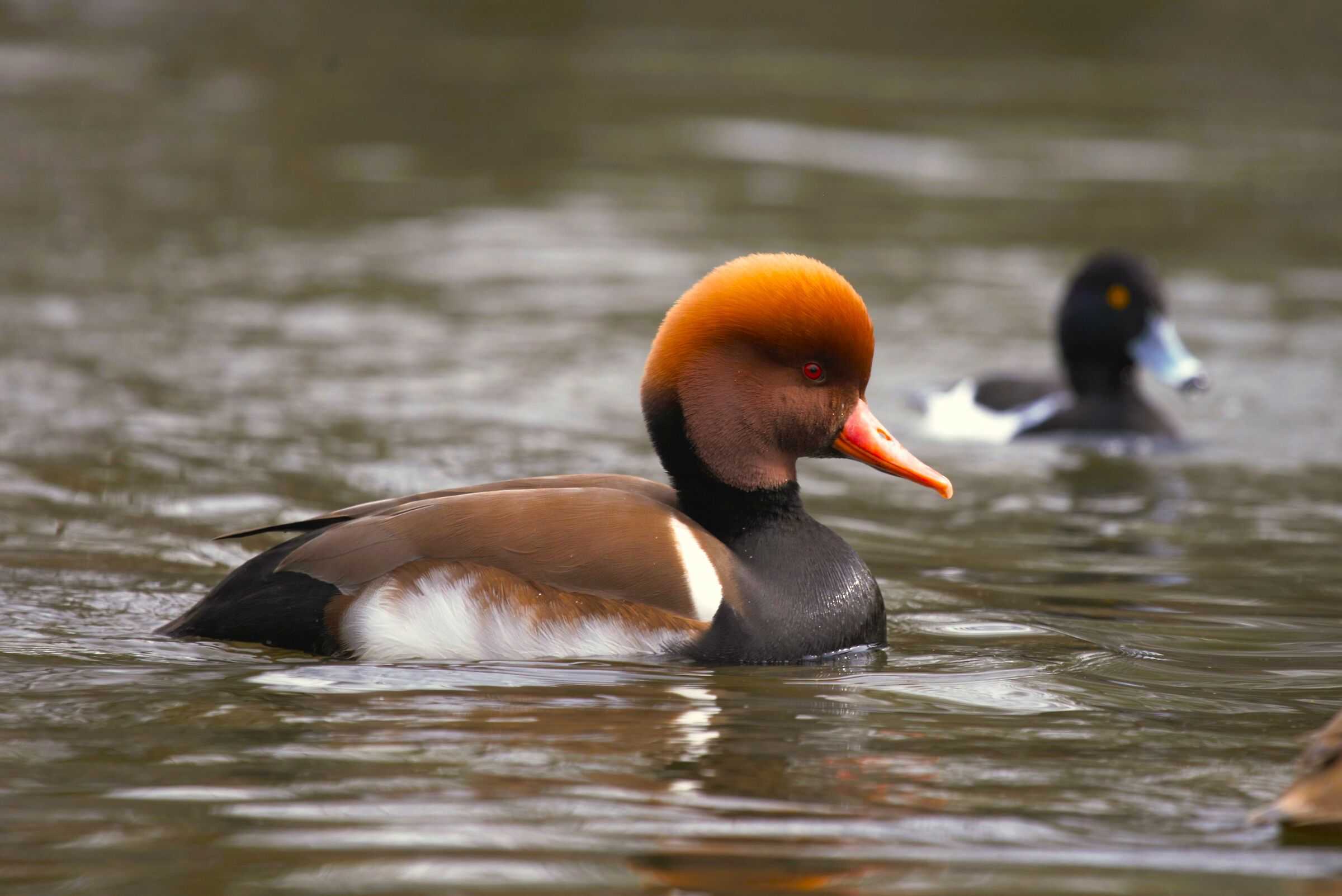 il principe del lago
