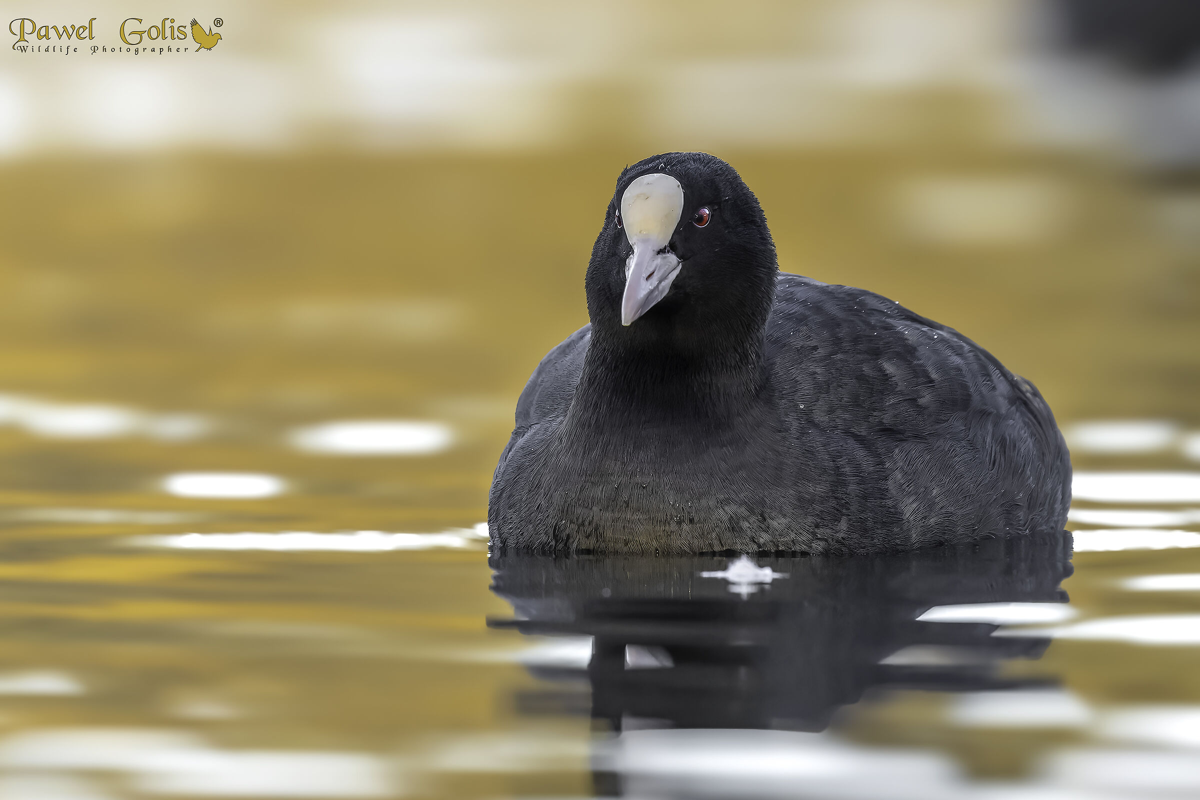 Folaga (Fulica atra)