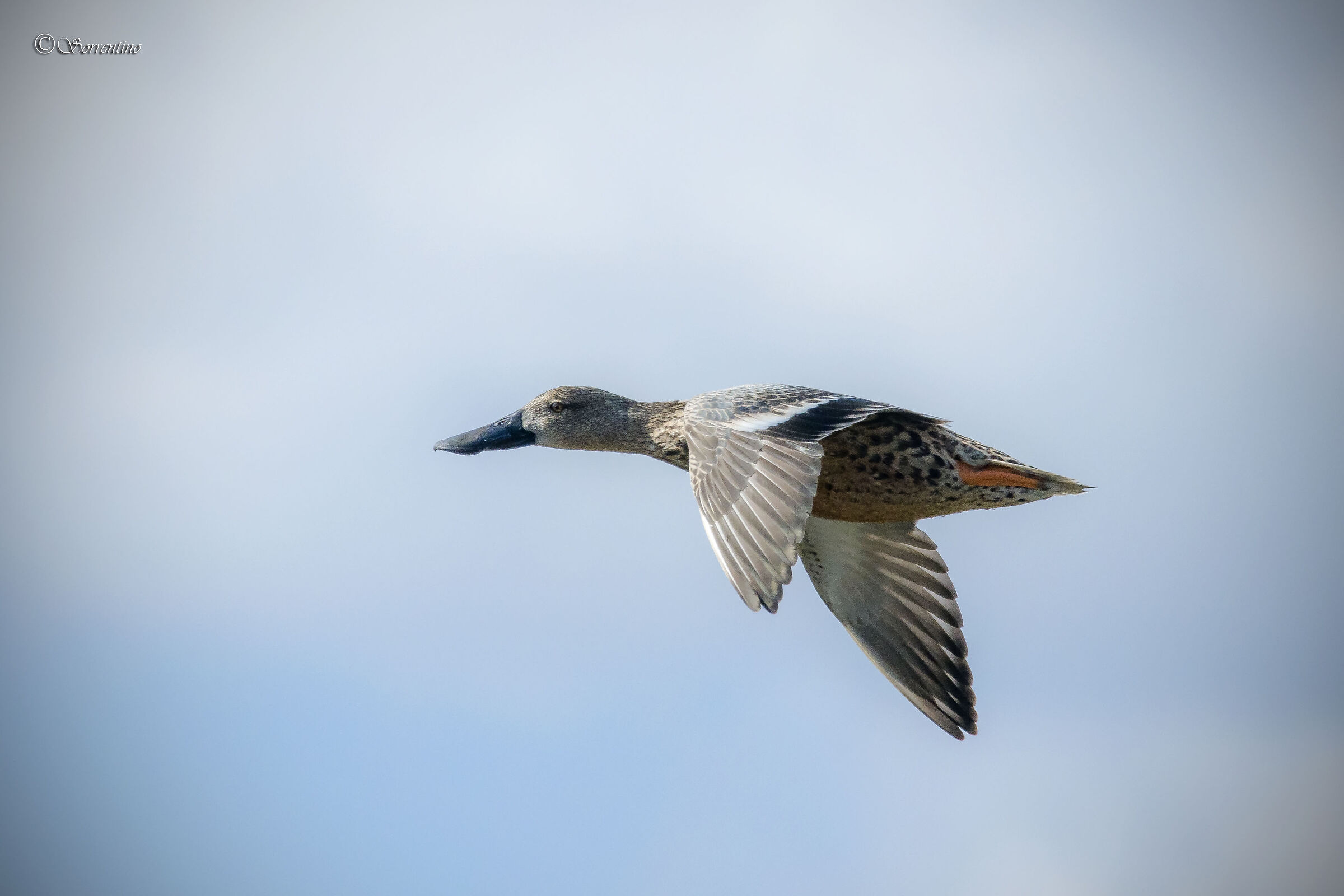 Female shoveler