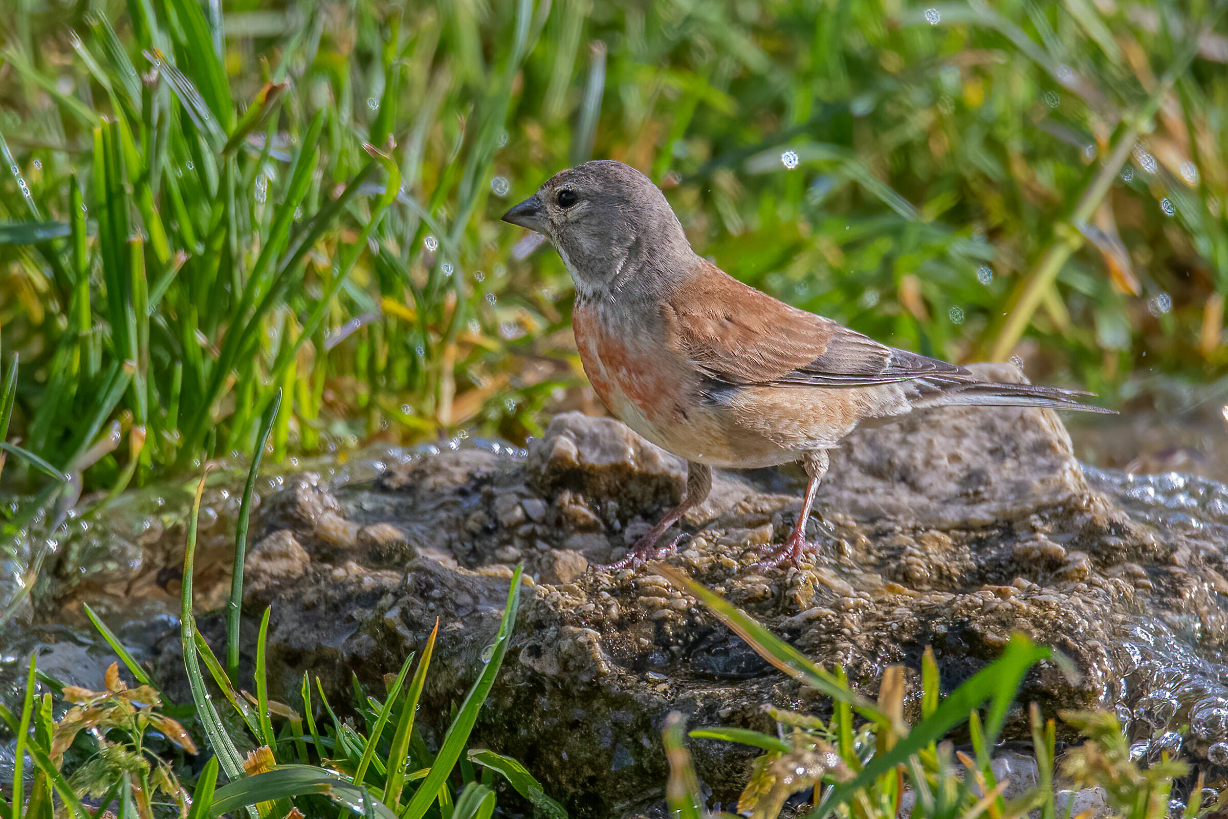 Fanello(Linaria cannabina)