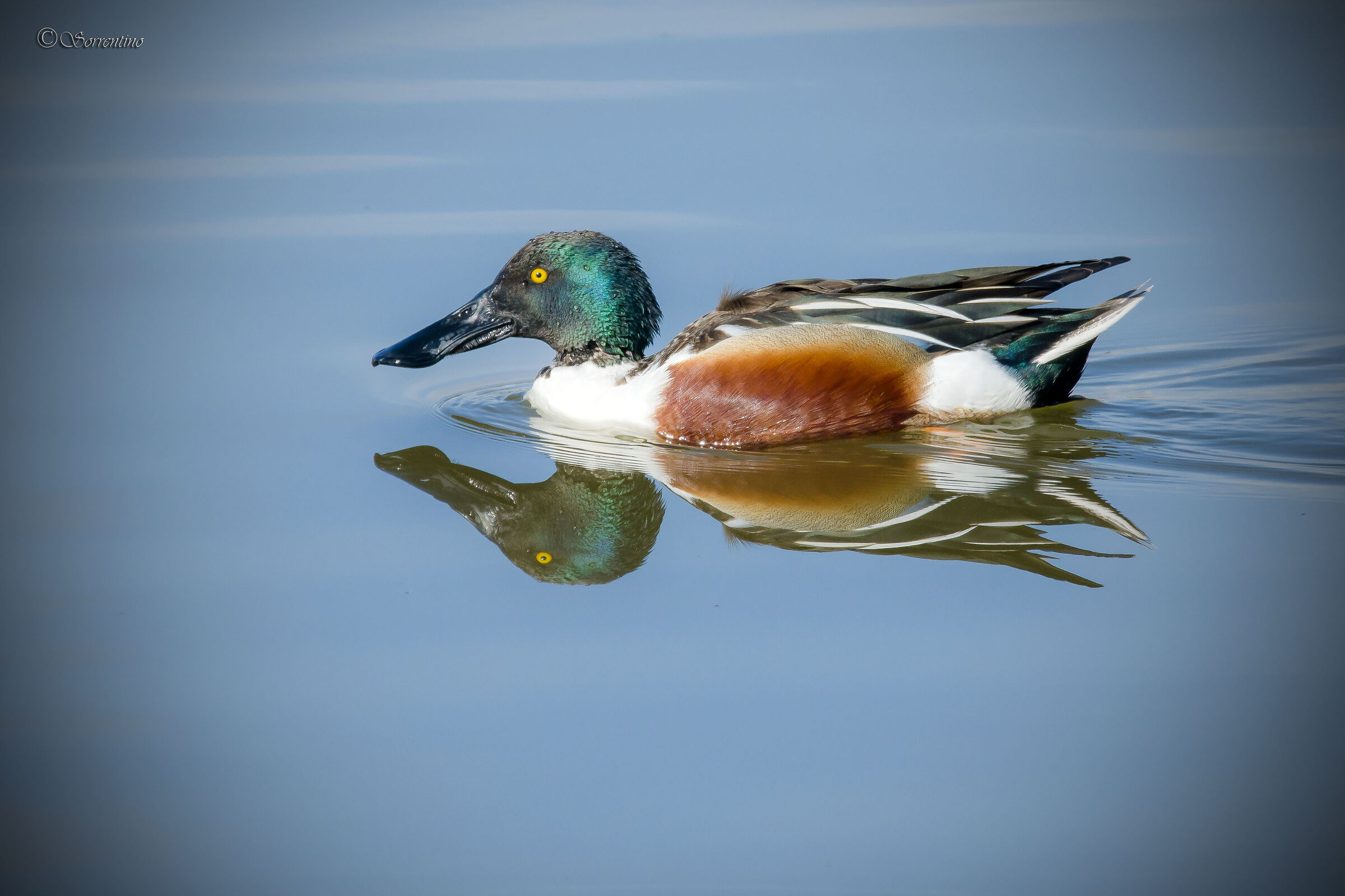 Male shoveler