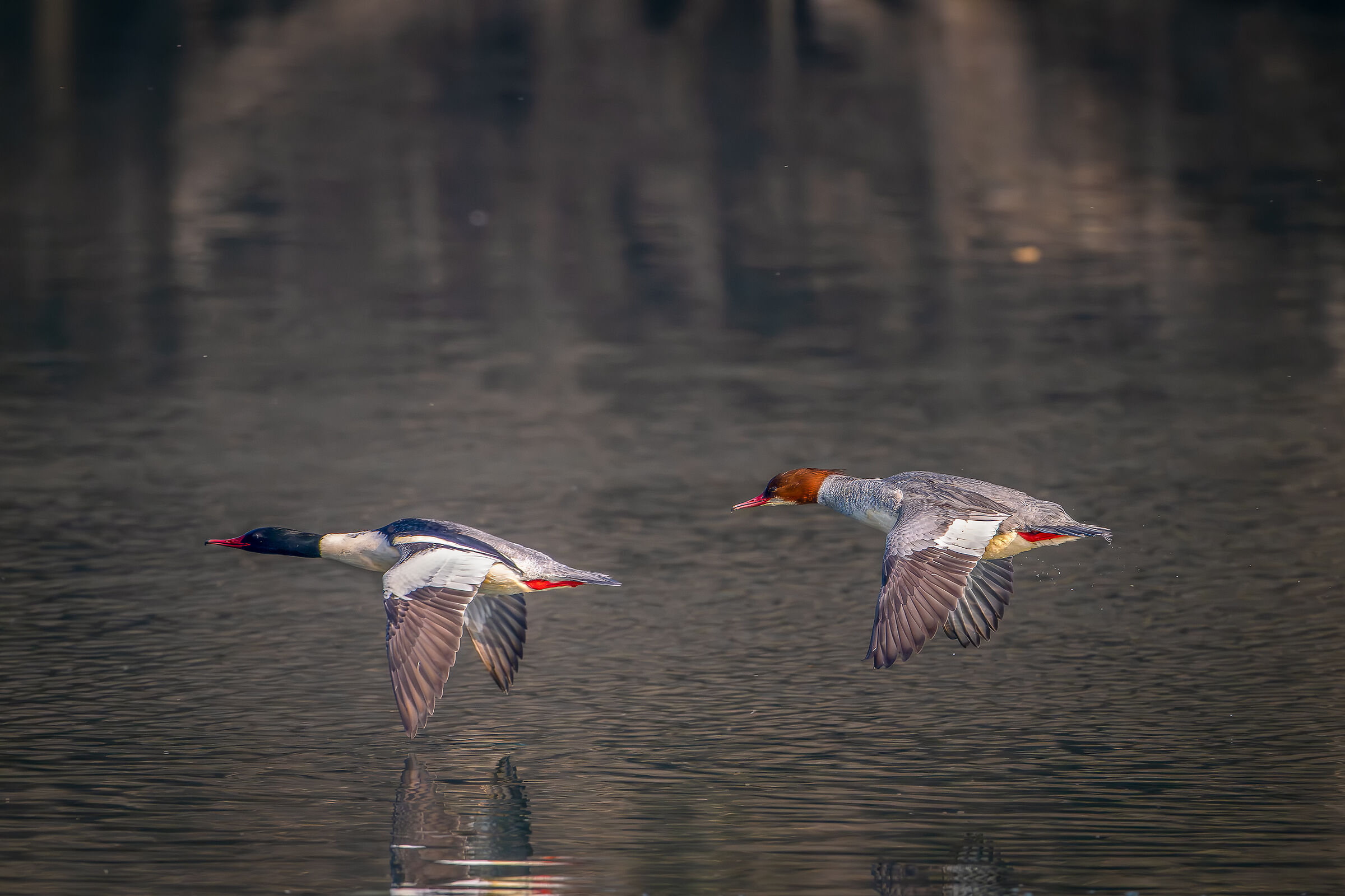 Pair of mergansers in flight