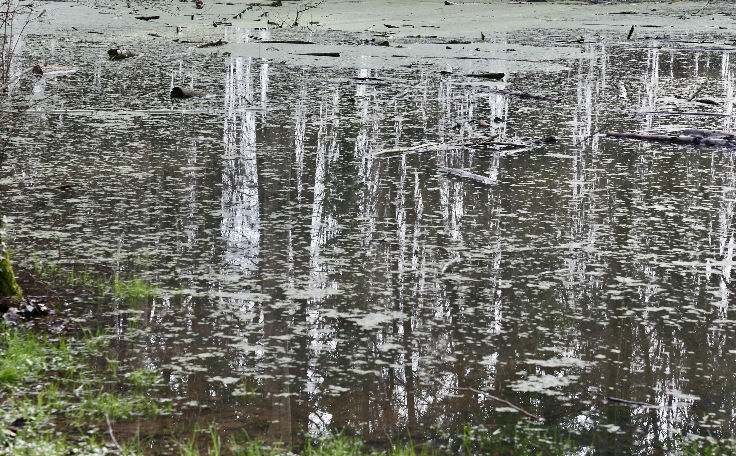 riflessi sullo stagno