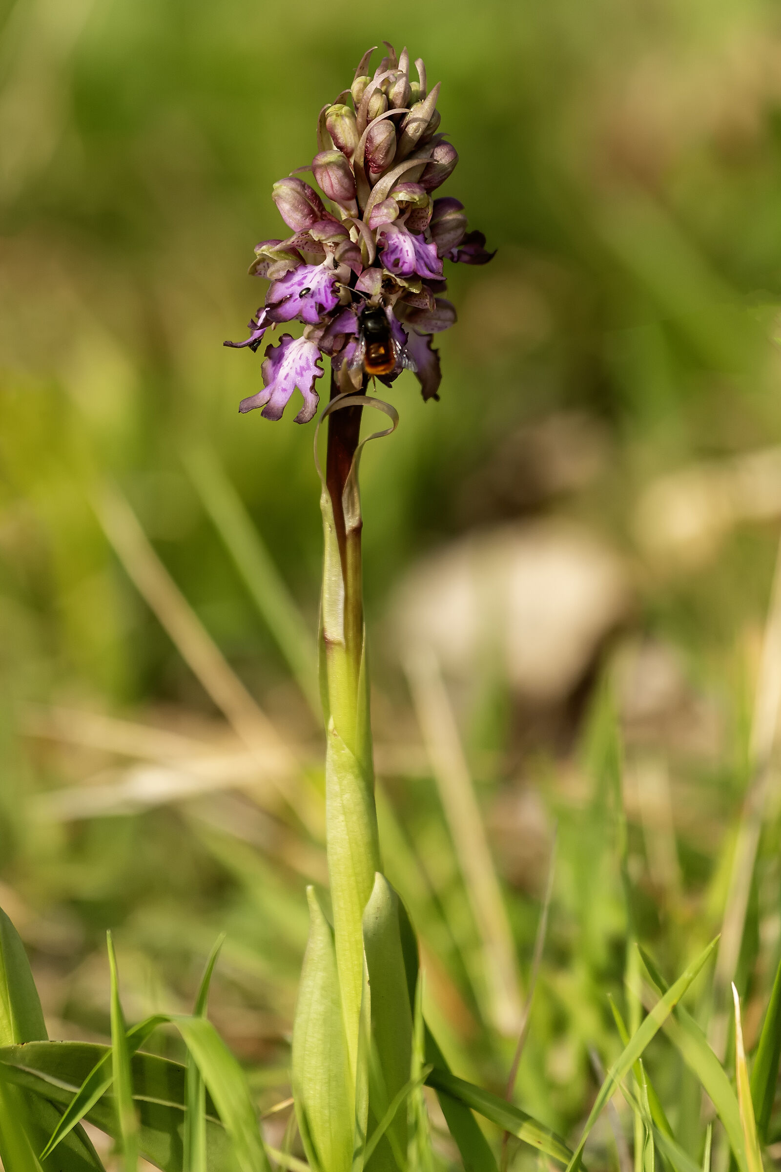 Barlia robertiana inizio fioritura