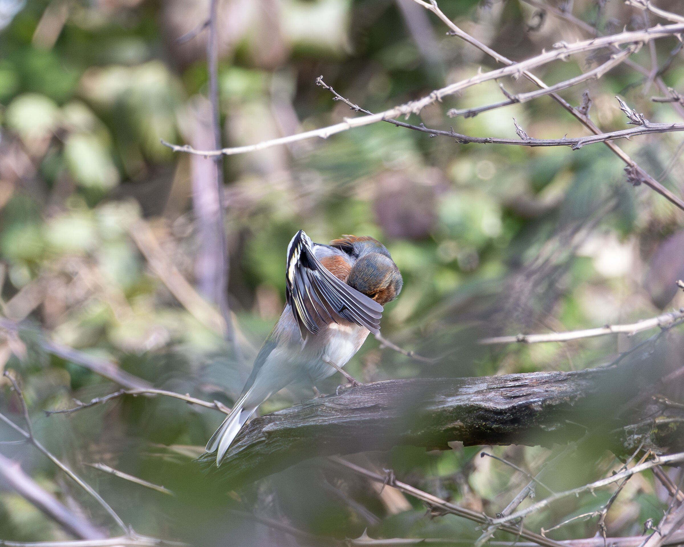 Fringuello alle prese con la pulizia