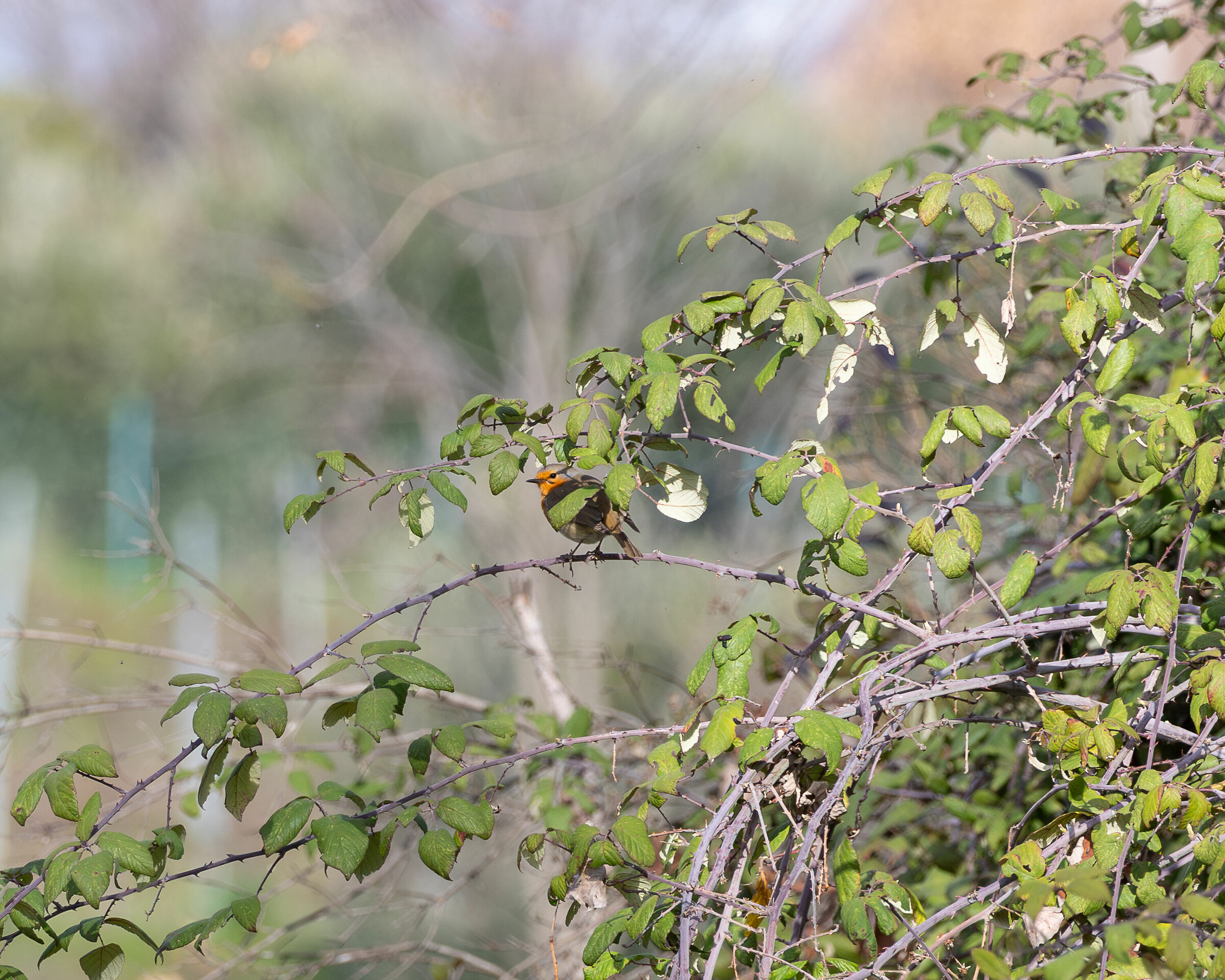 Nascosto, ma c'è.. Pettirosso cercasi..