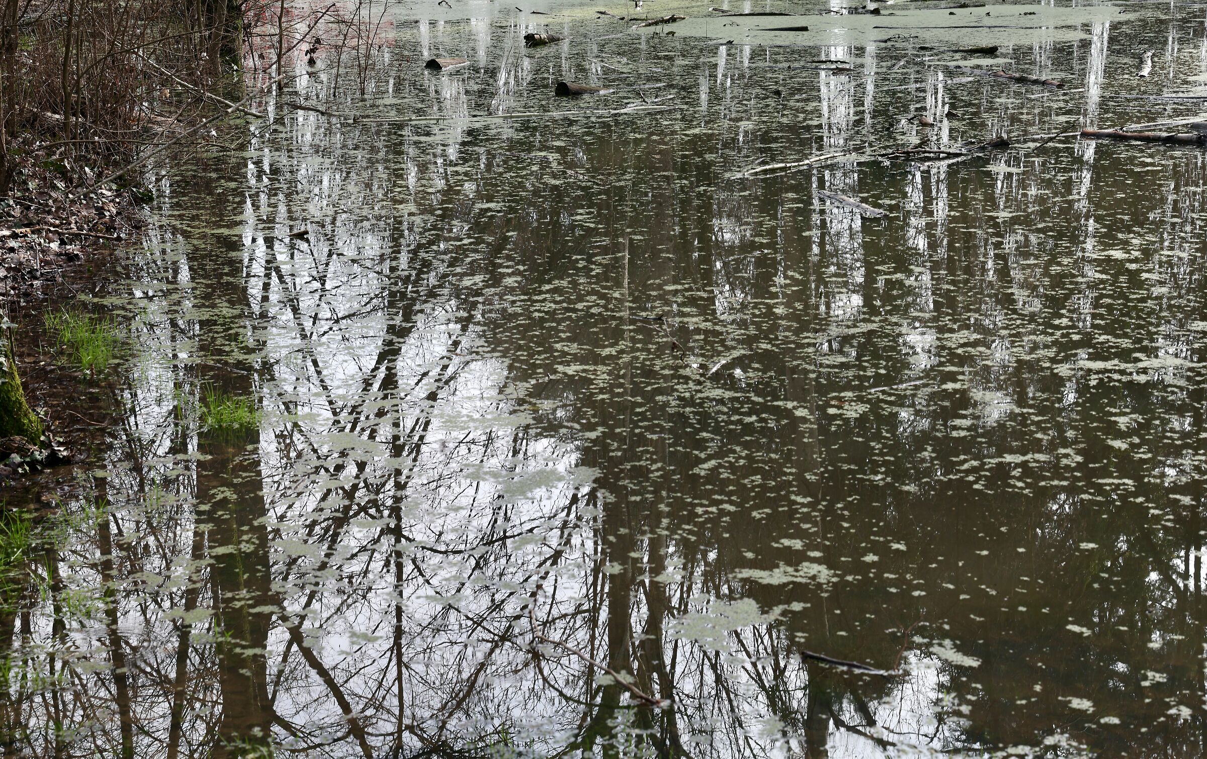 riflessi sullo stagno 1