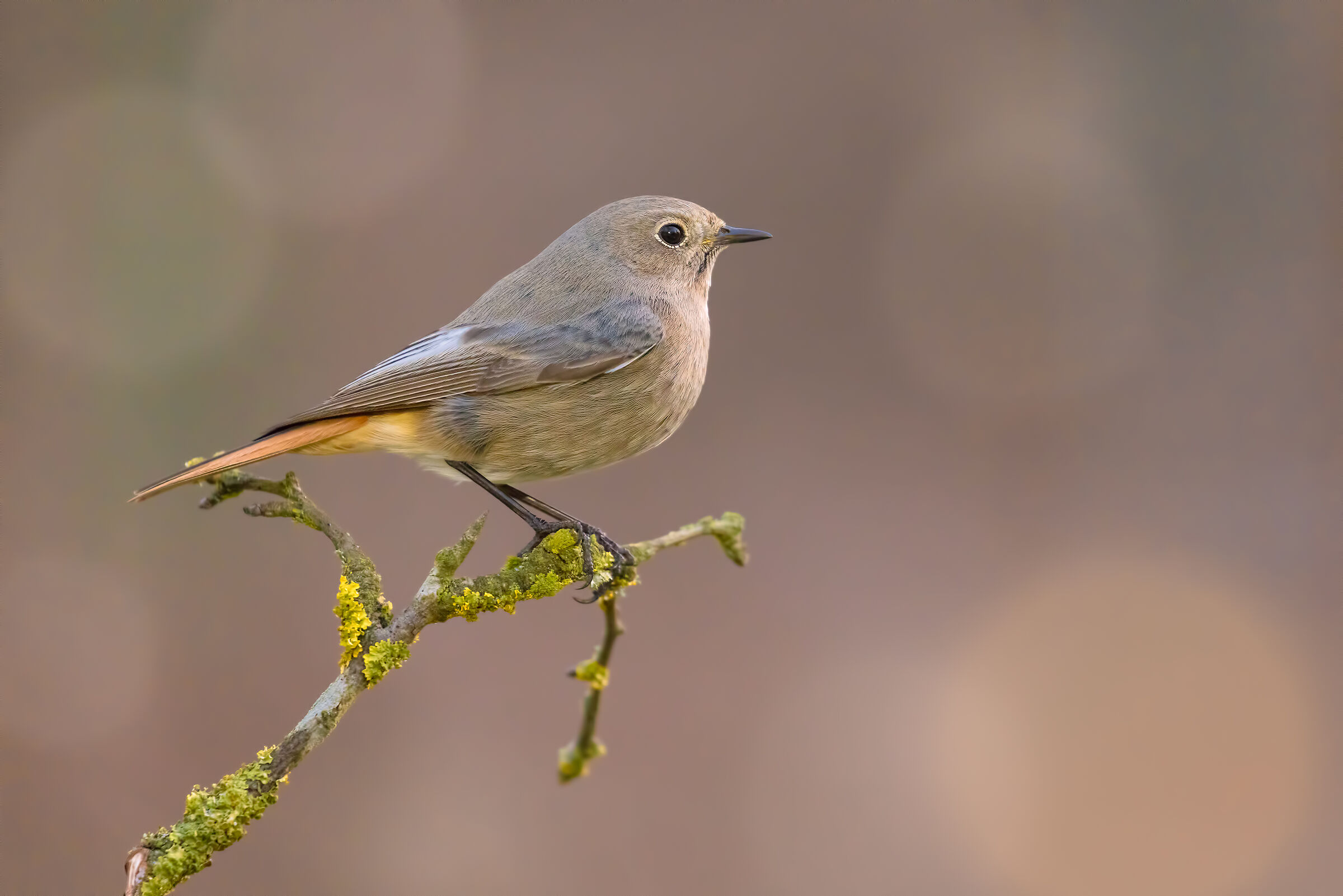 Codirossa a 8mila iso