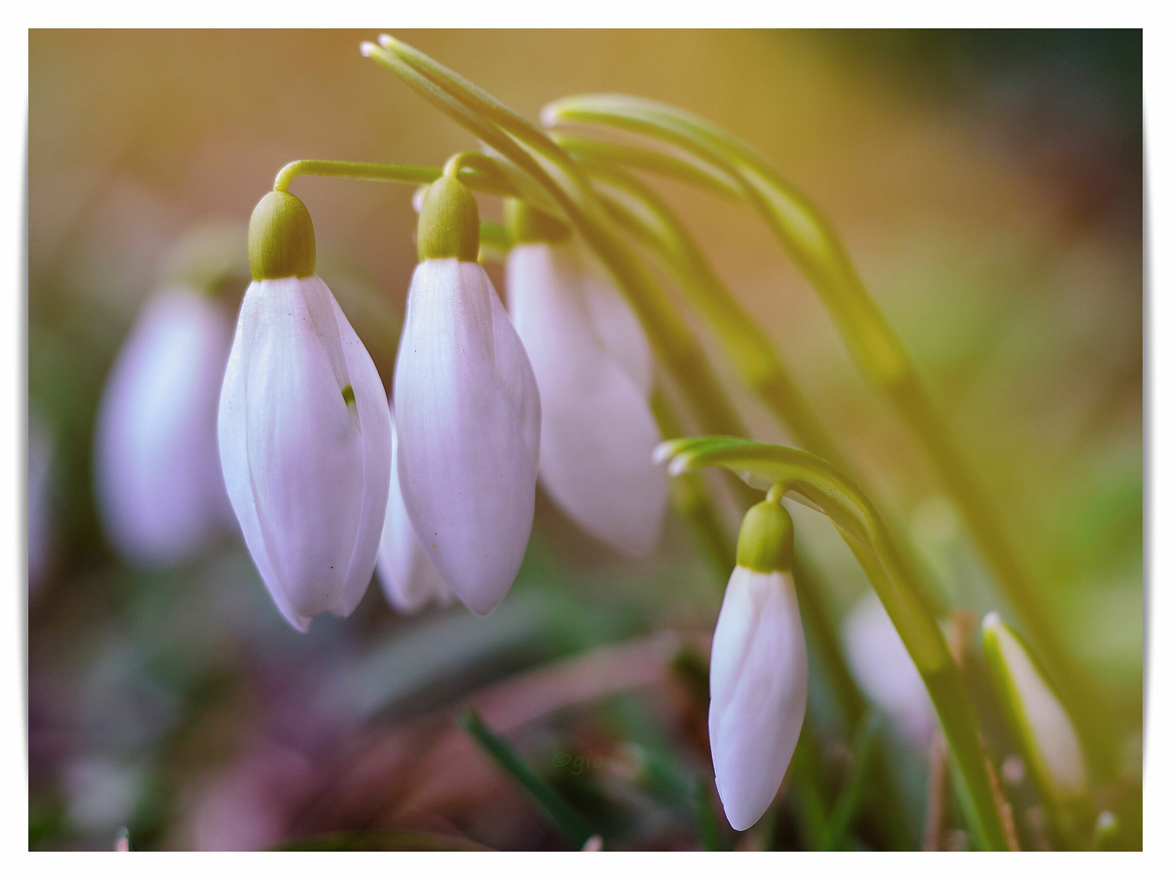 Galanthus nivalis