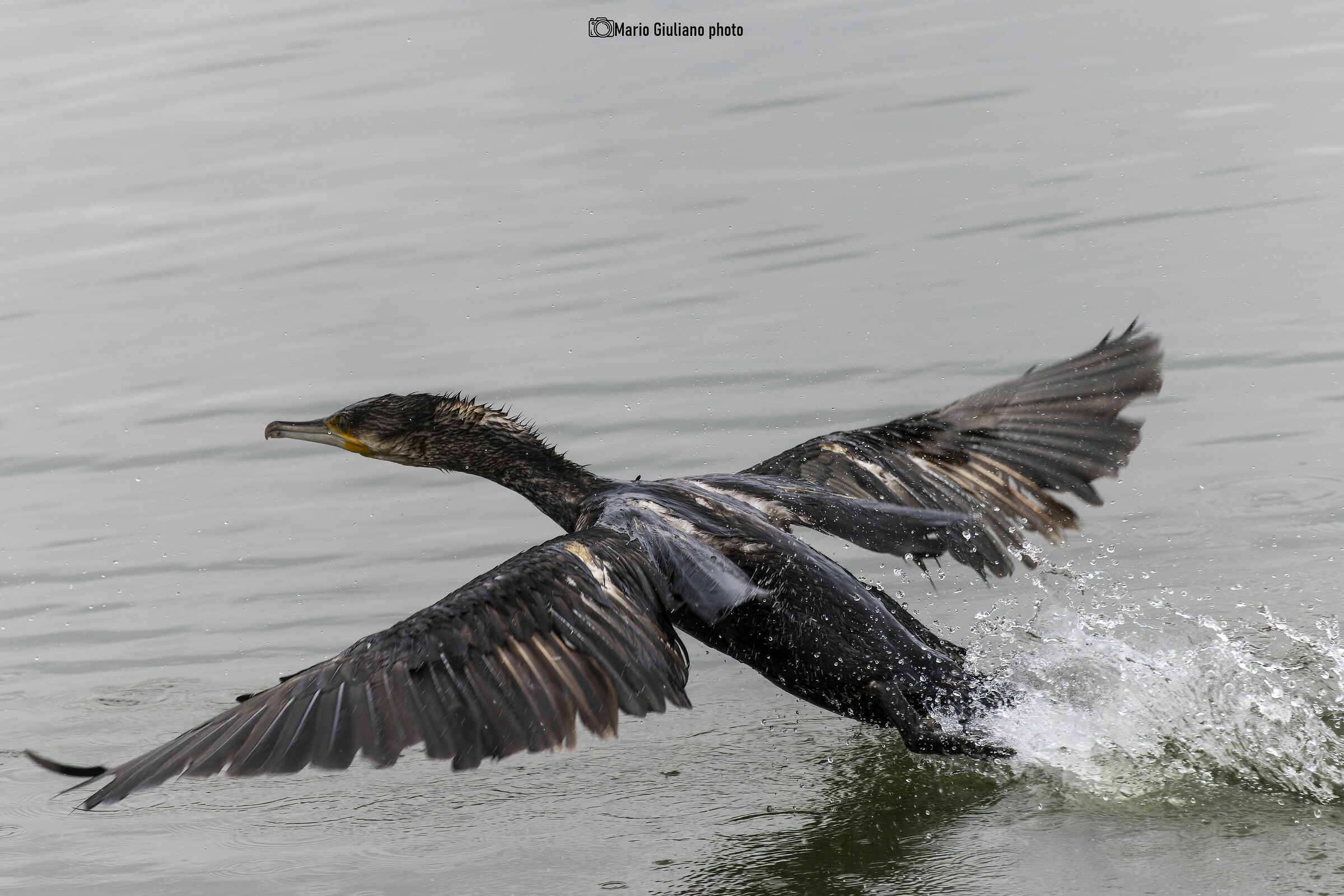 Cormorano in decollo