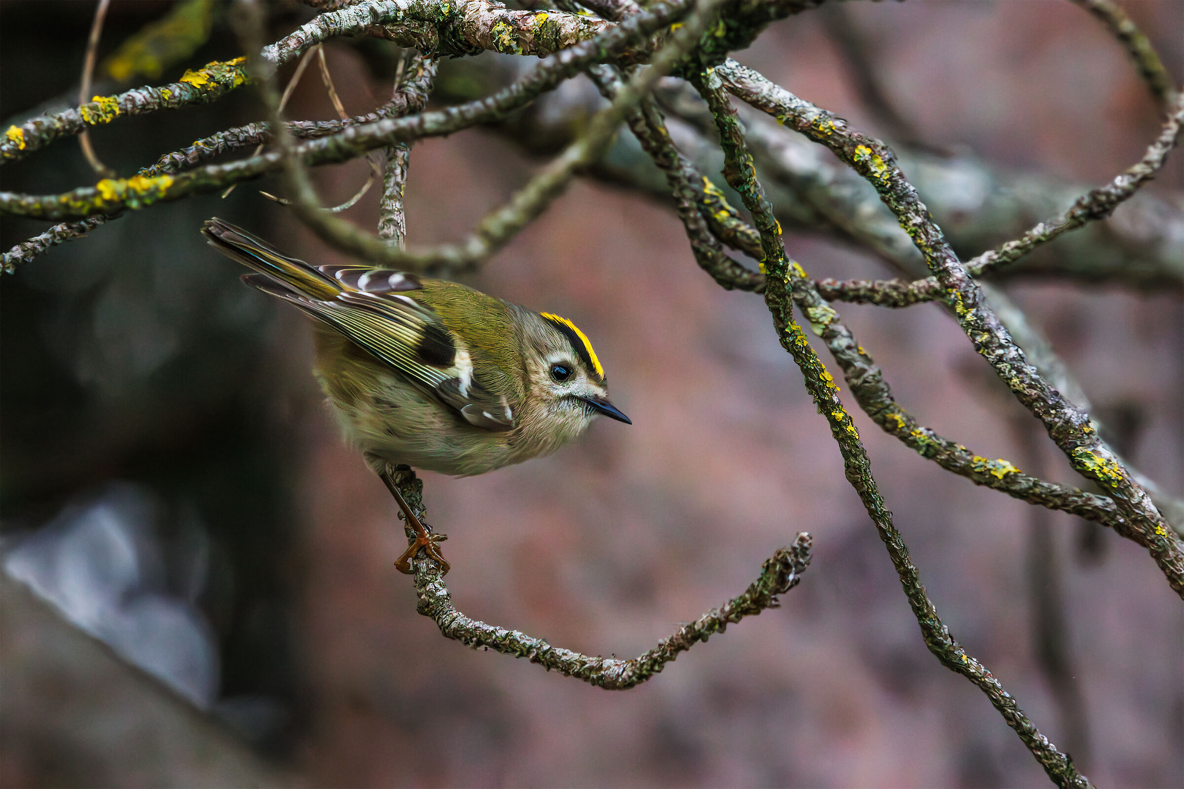 Little Punk Unleashed