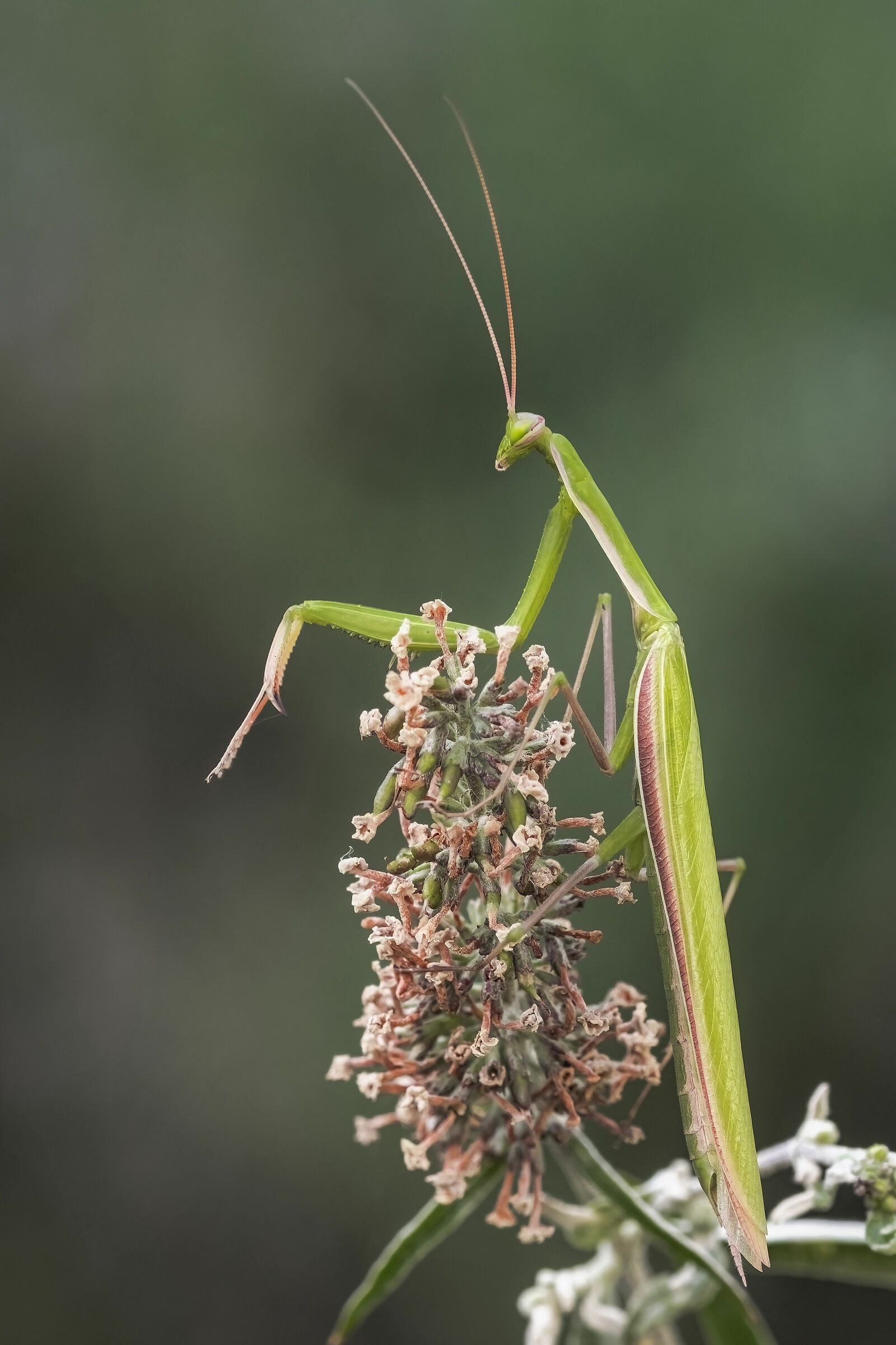 Mantis religiosa