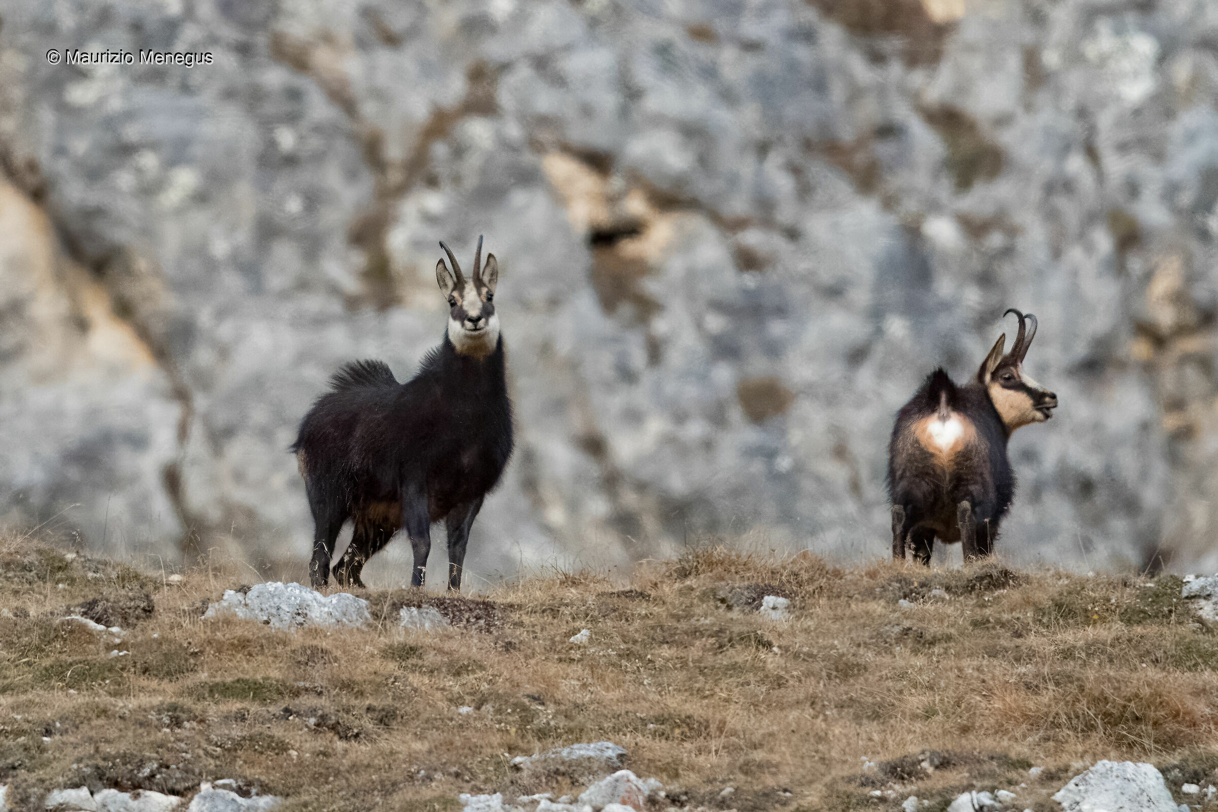 Camosci maschi