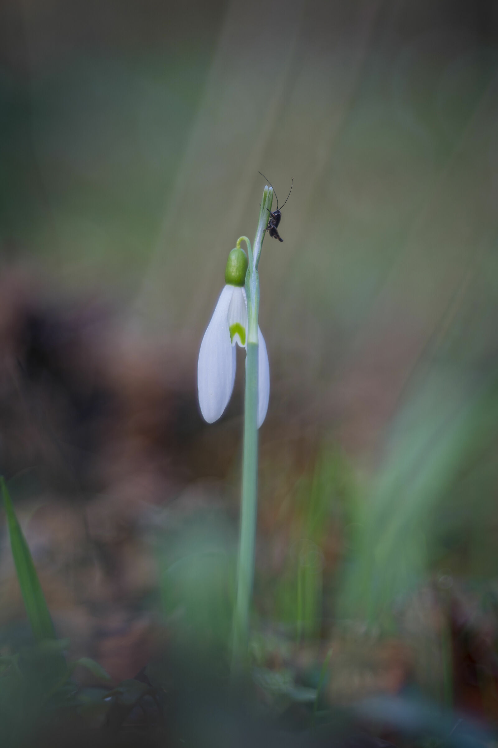 Snowdrop with guest