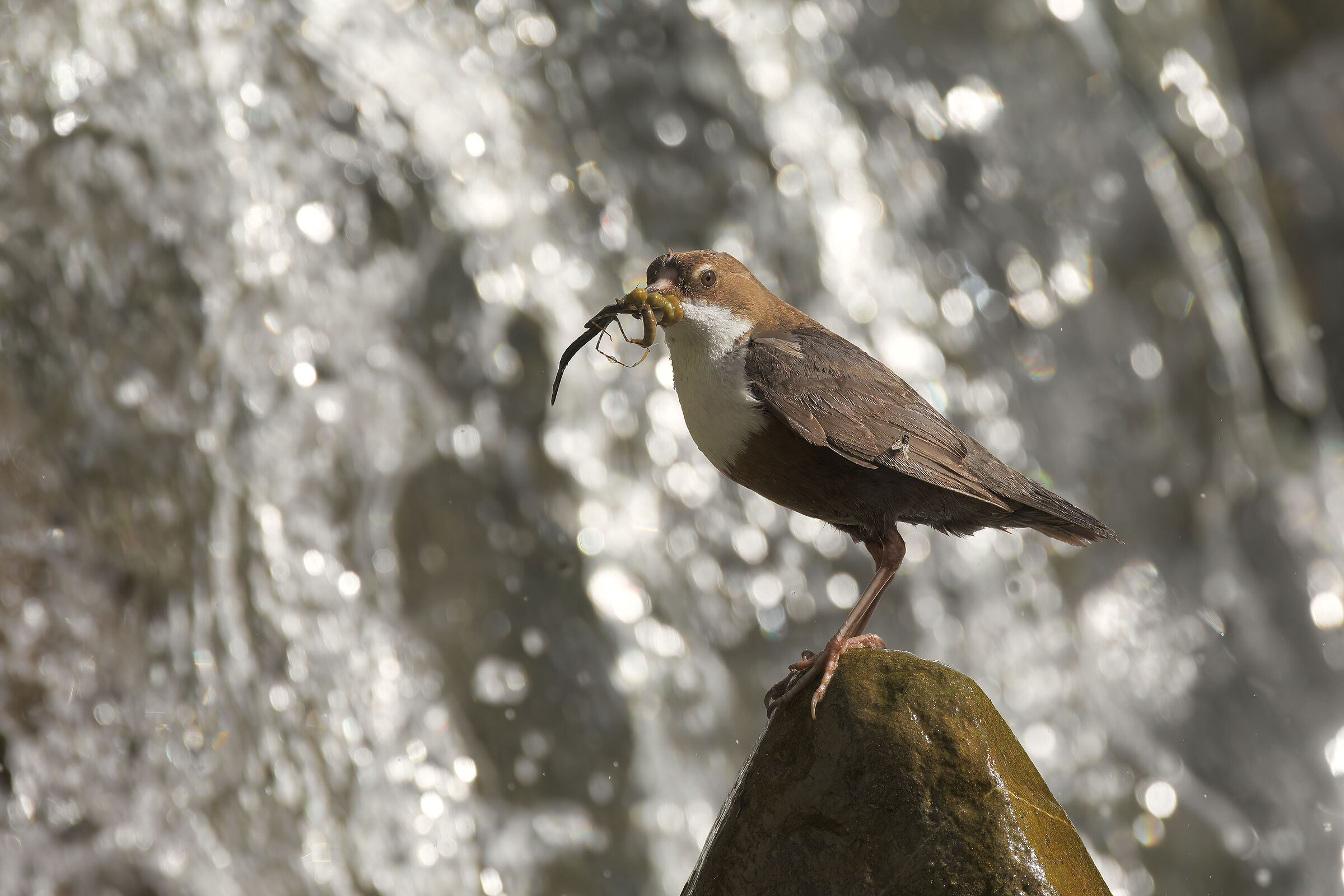 Merlo acquaiolo con...Mosca
