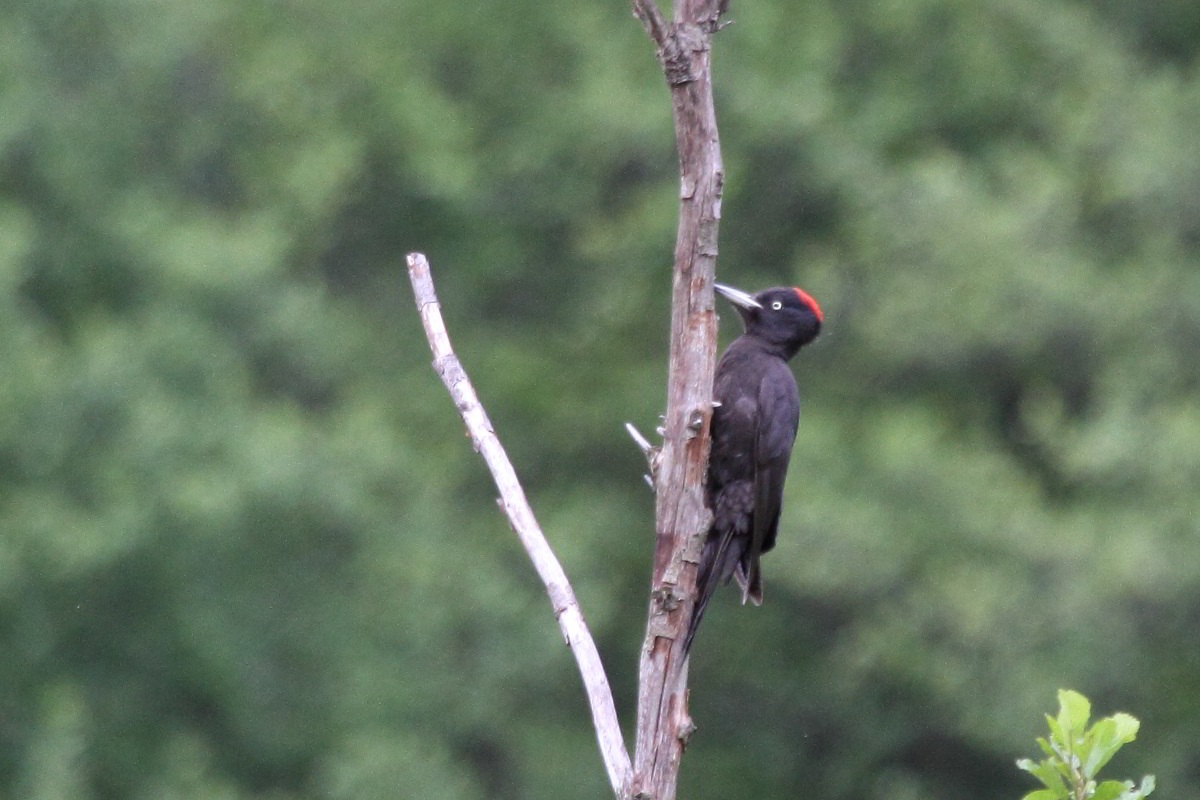 Black Woodpecker