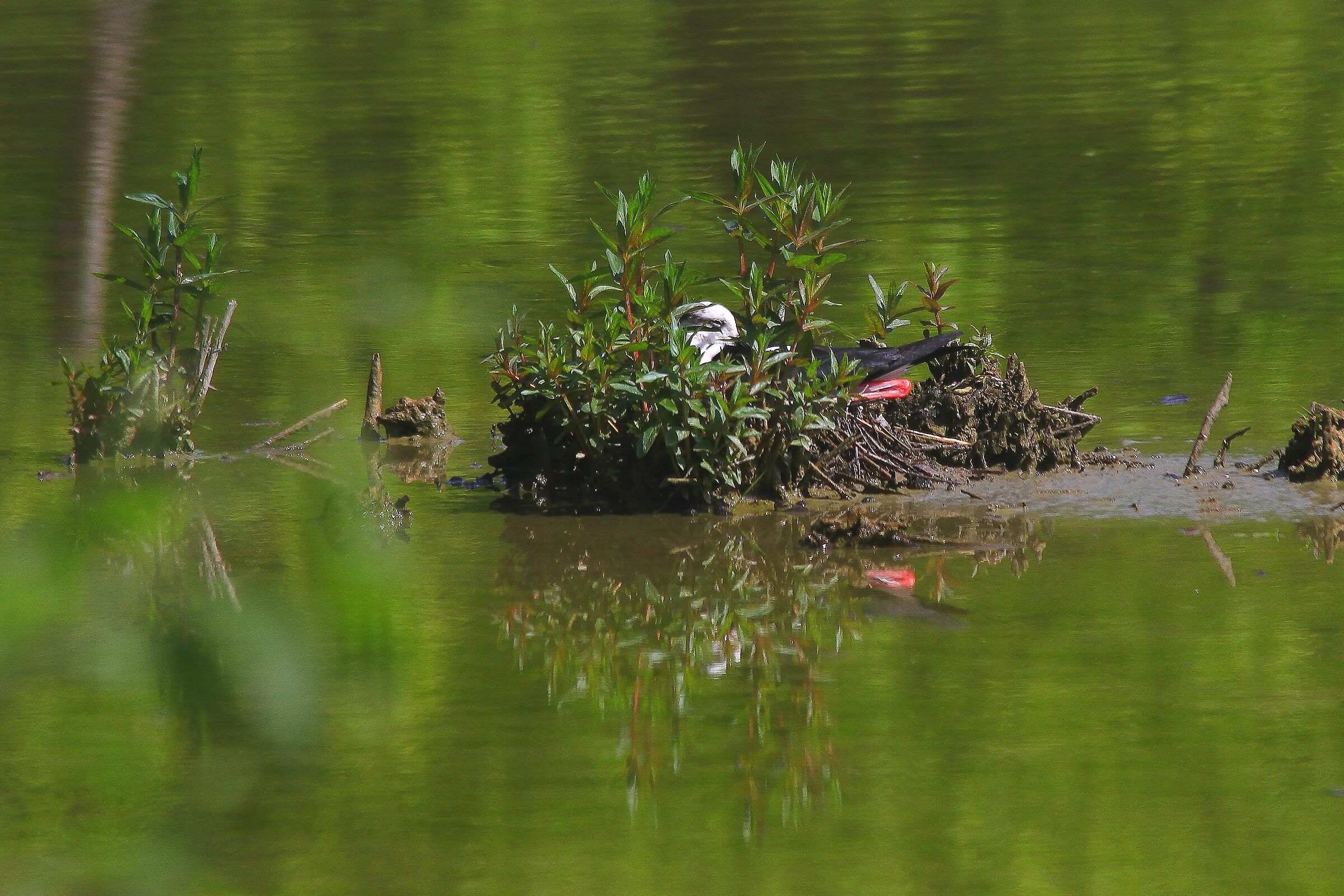 Black-winged stilt brooding
