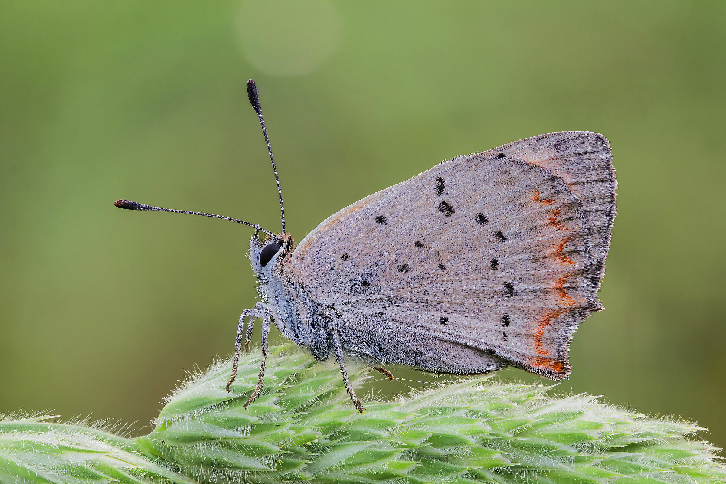 Lycaena phlaeas