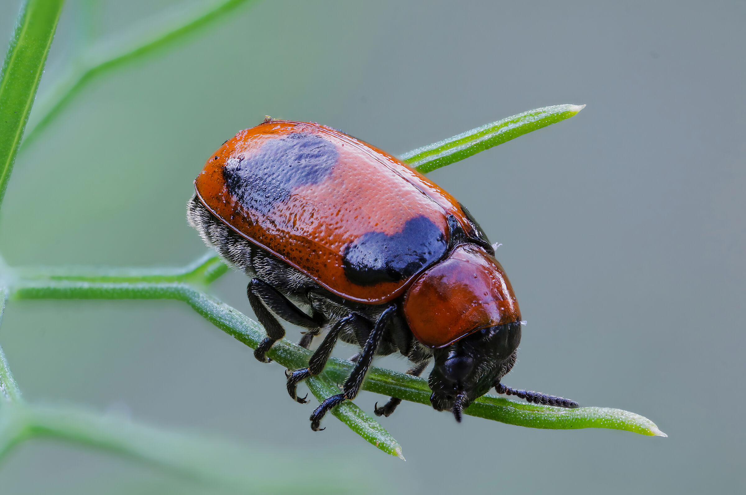 Coptocephala scopolina