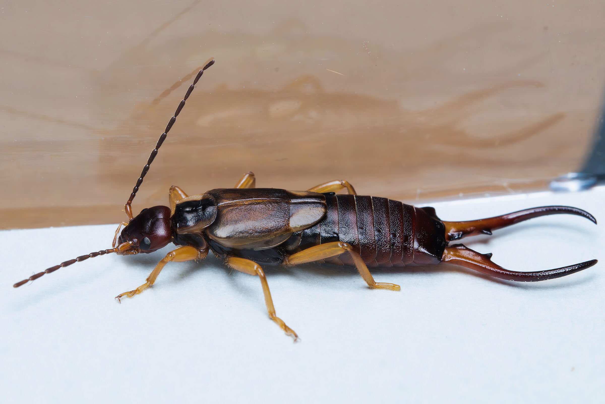 Auriculary forficula