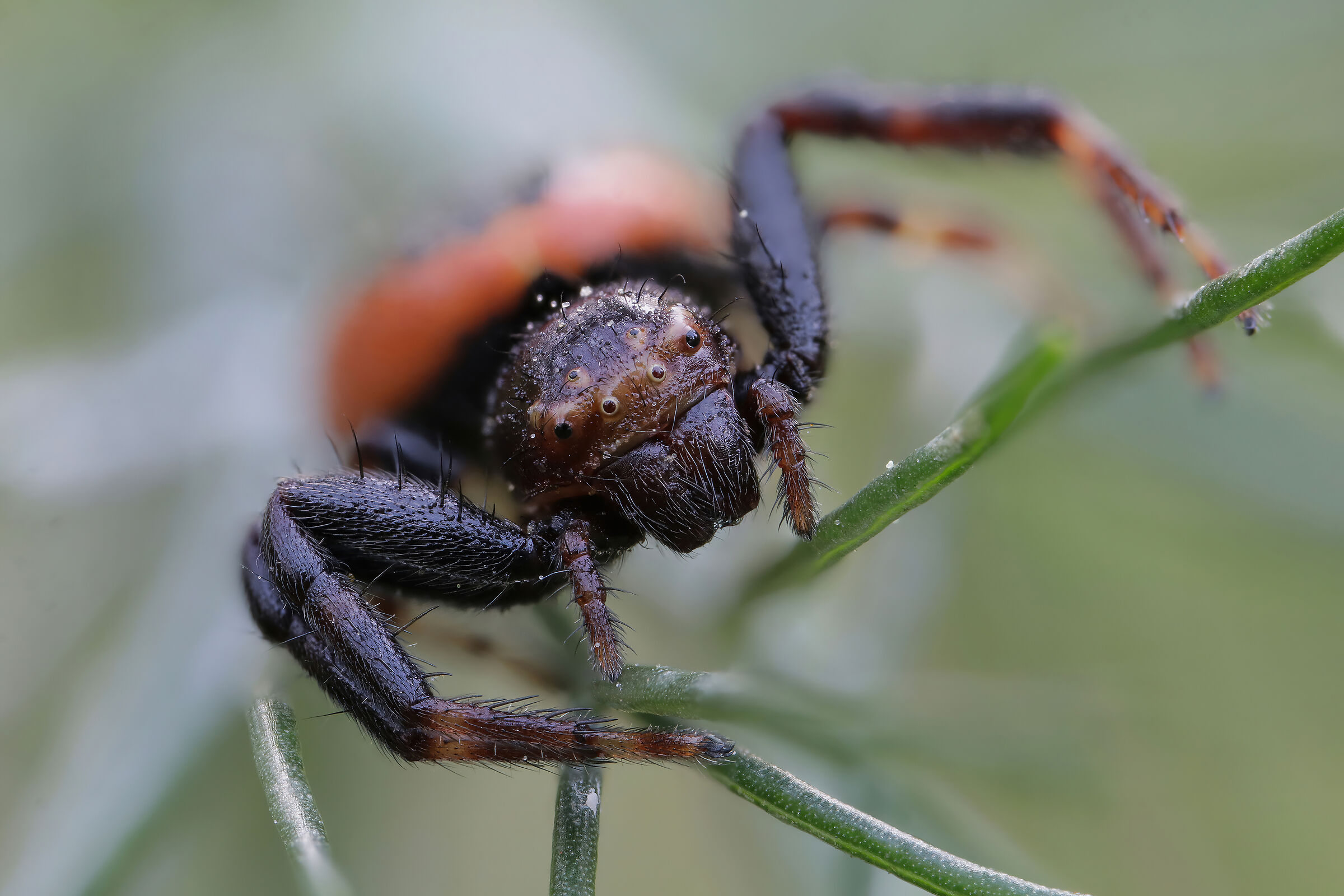 Synema globosum (Napoleon spider)