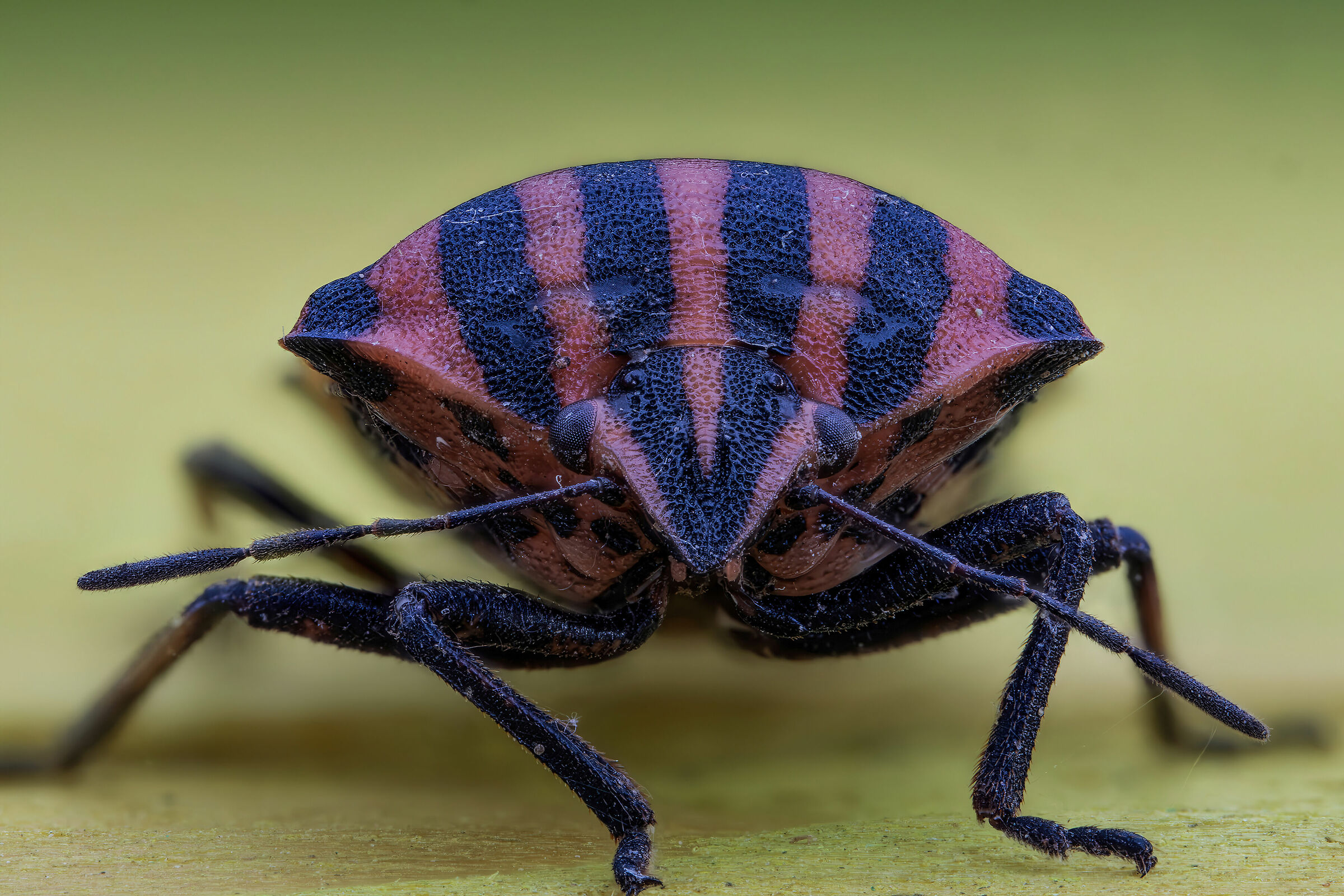 Graphosoma lineatum italicum