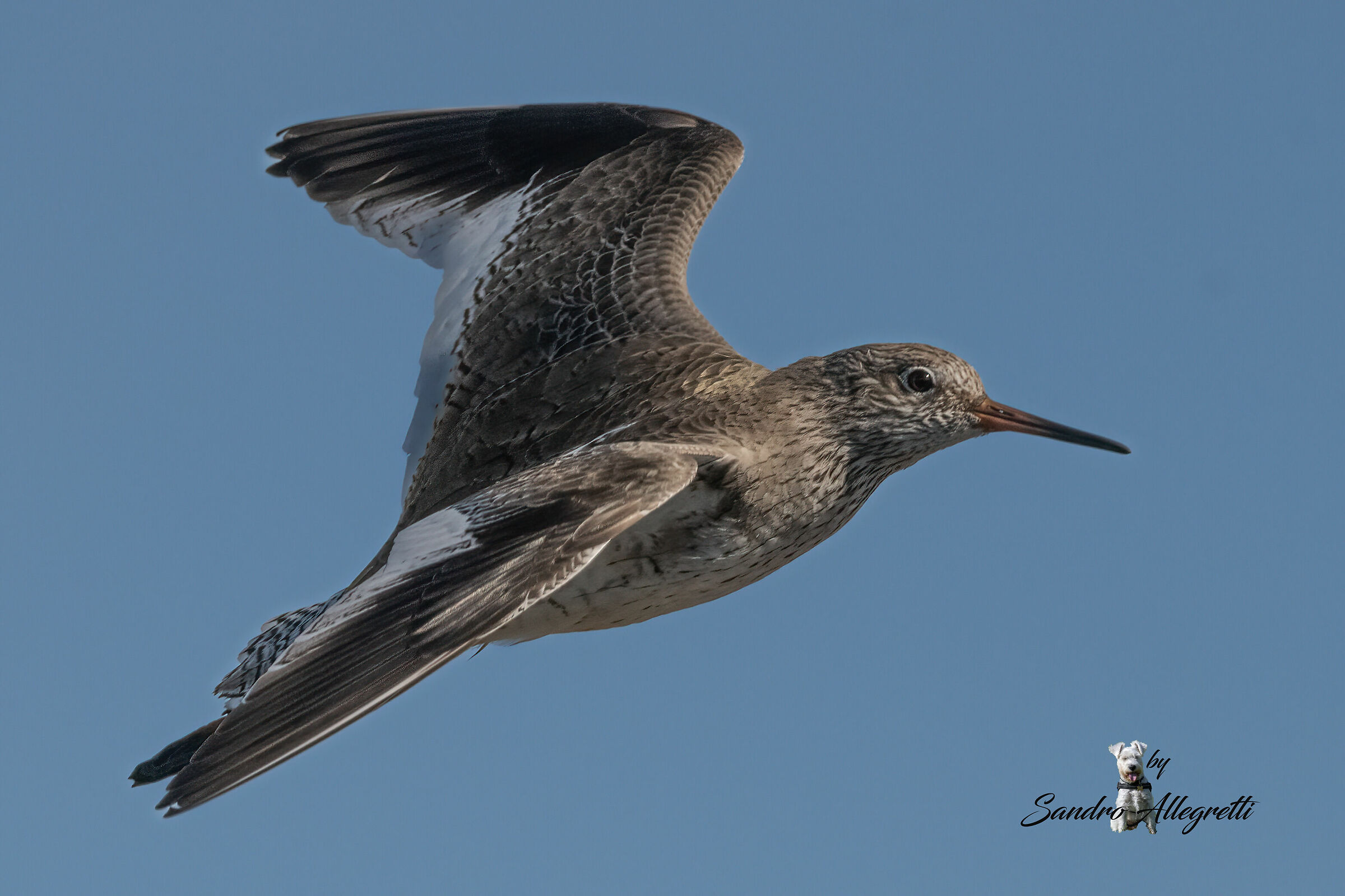 La pettegola (Tringa totanus)