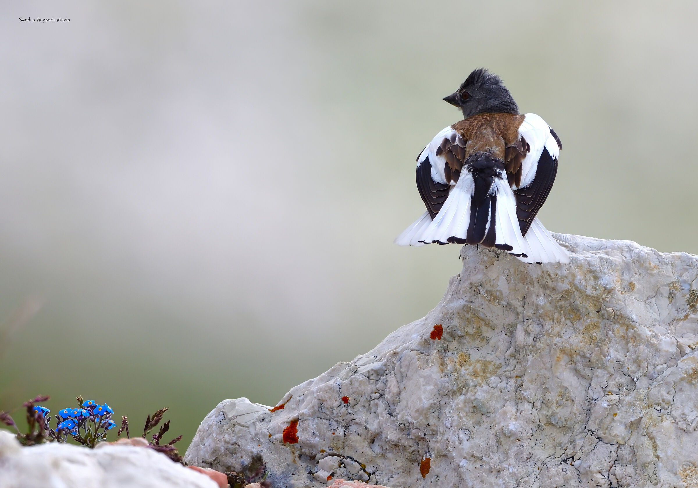 Fringuello alpino (Montifringilla nivalis).