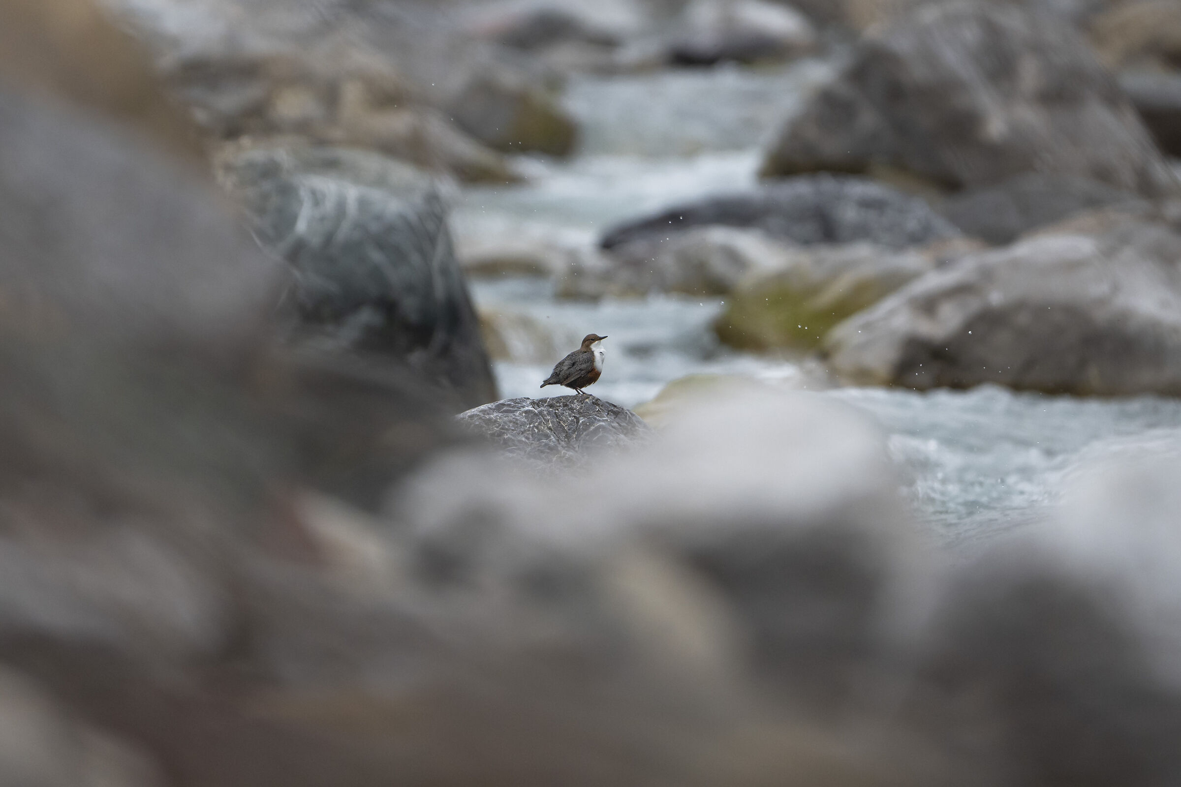 White-throated dipper