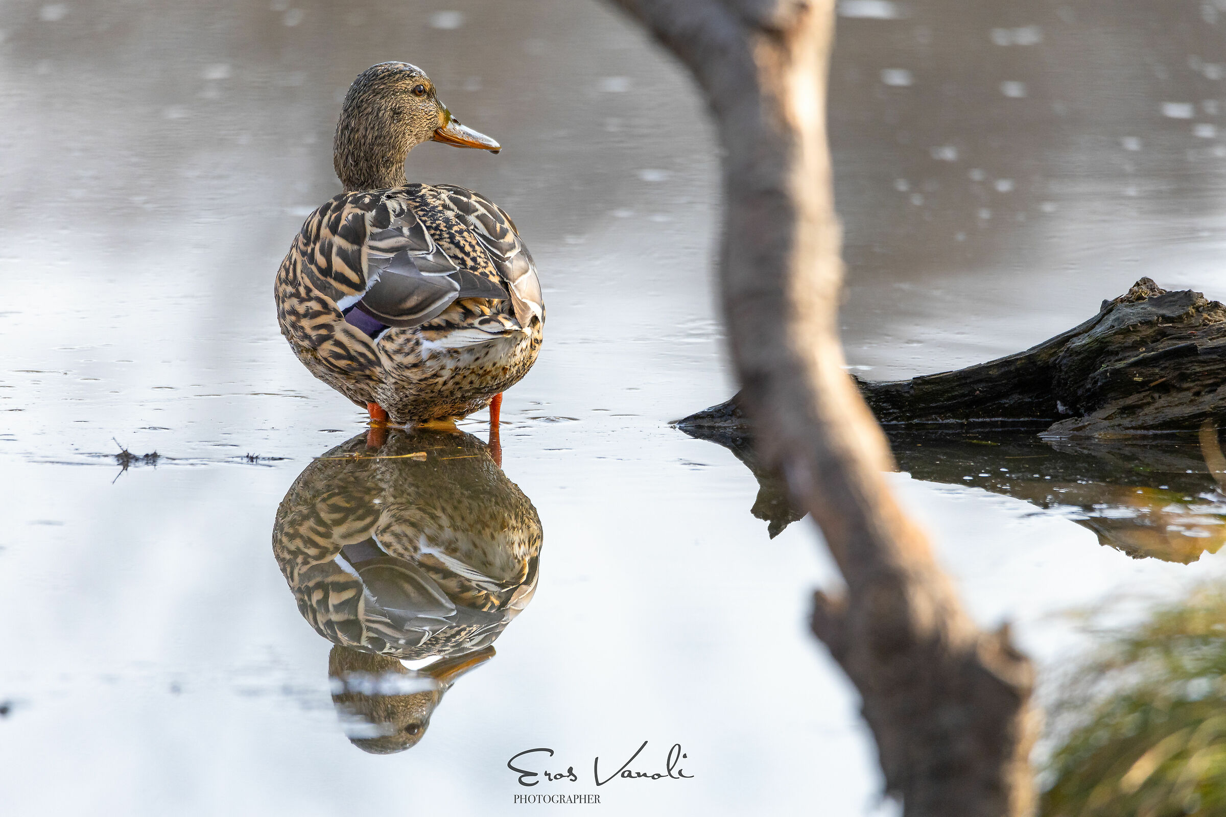Germano reale femmina