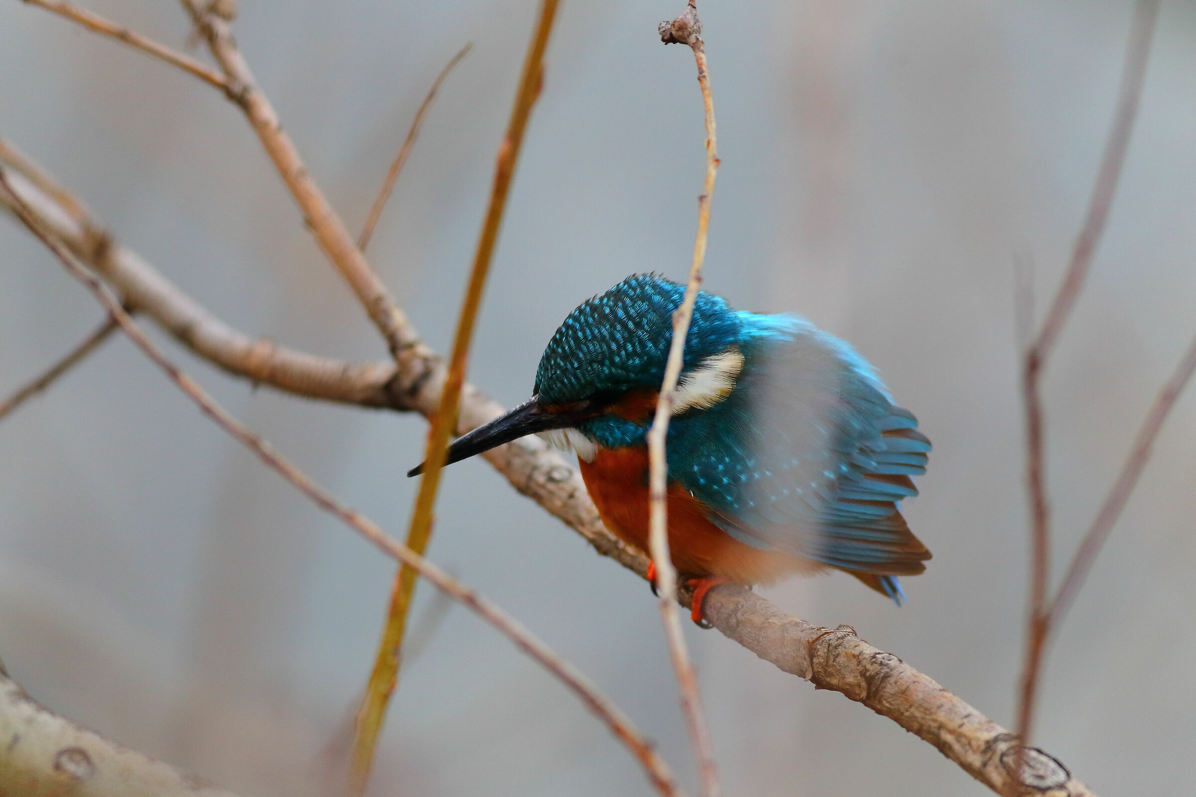 Kingfisher 25 February 2024 - 6876