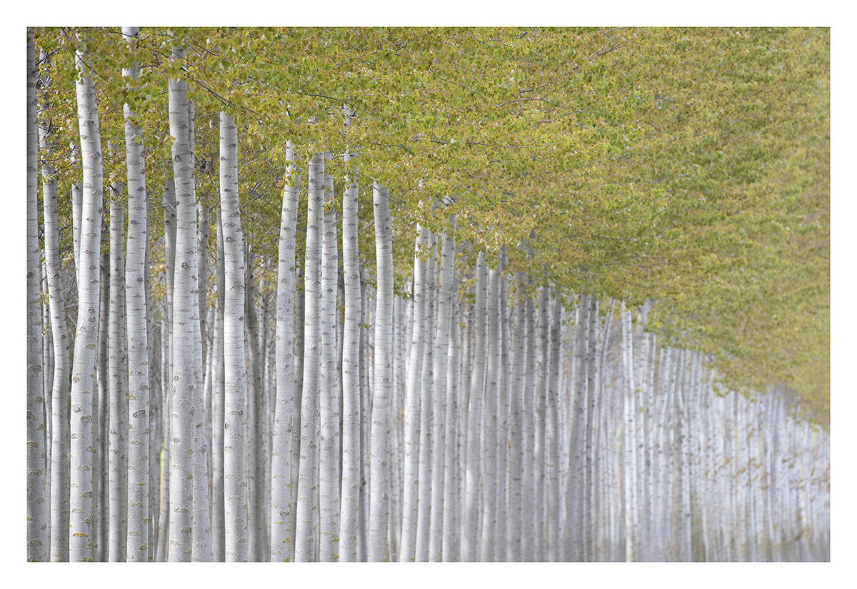 Estratti di primavera