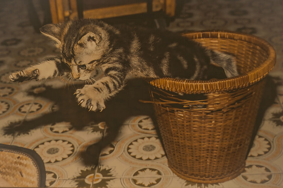 Pallino mangiava di tutto