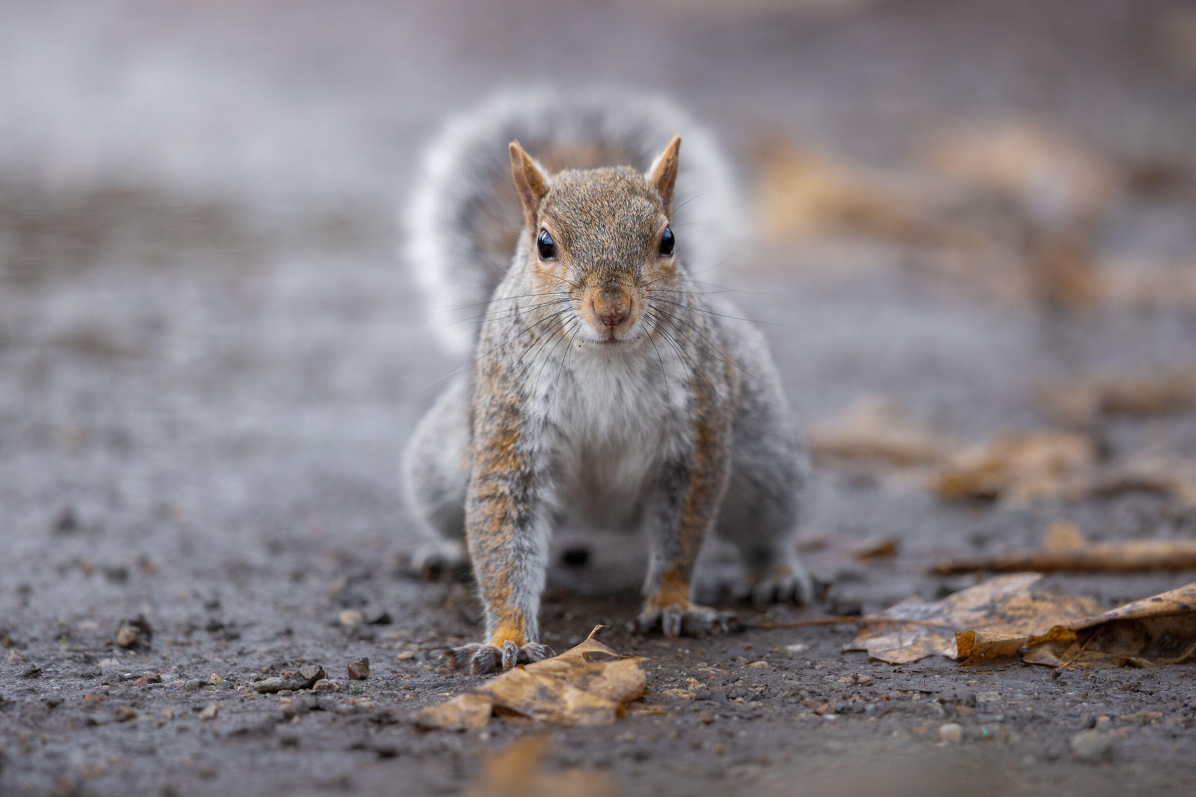 Scoiattolo grigio nordamericano