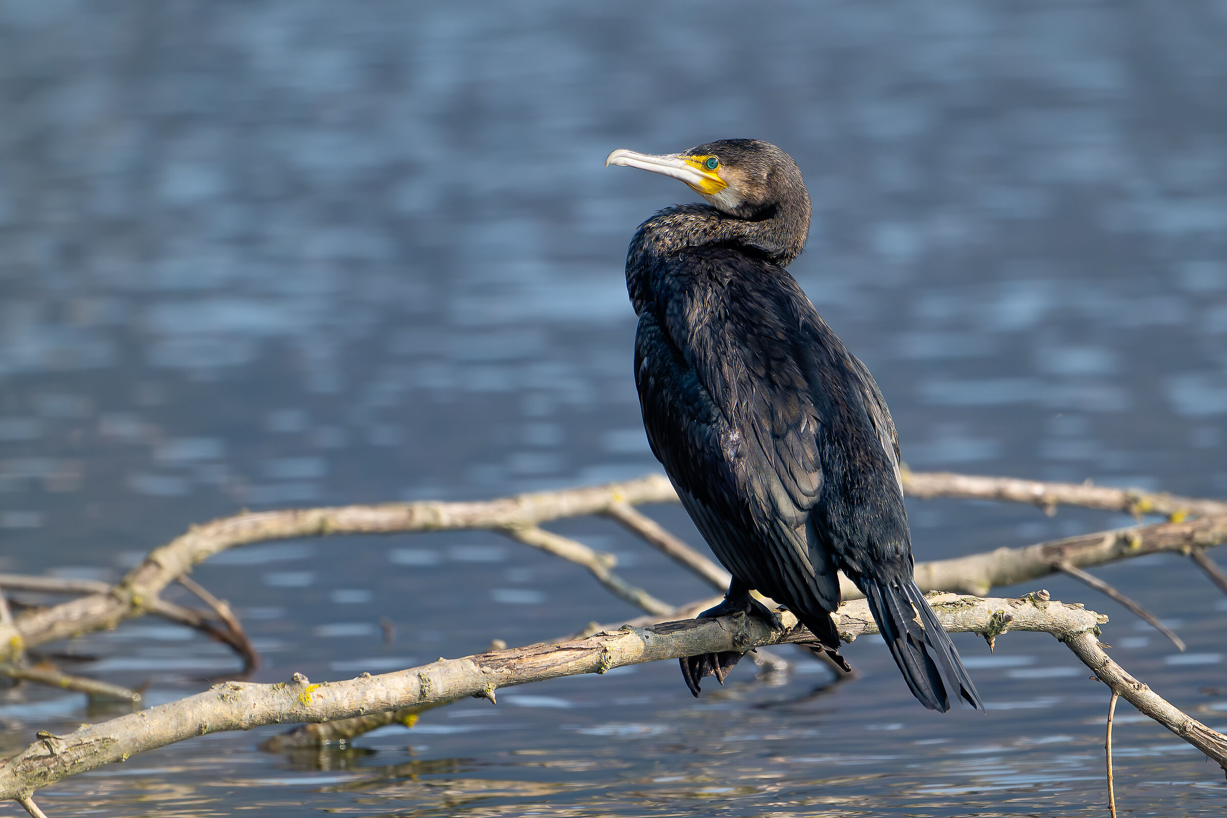 Cormorant