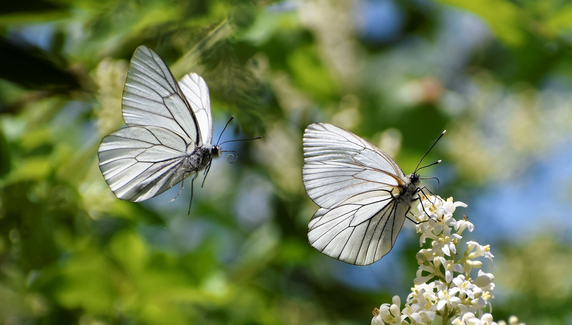 Pair of Aporia Crateagi